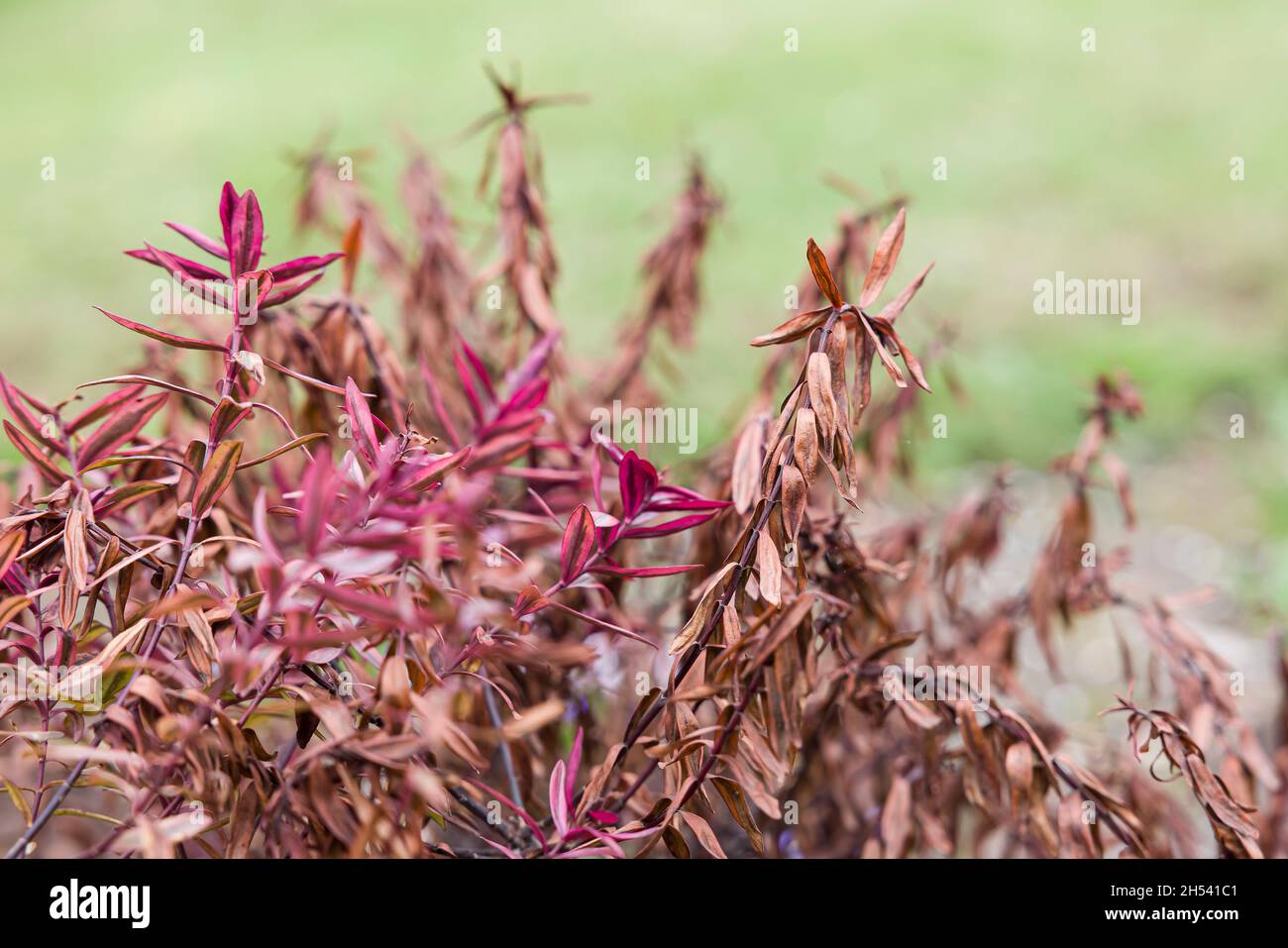 Frostschden Pflanze, durch kalte Temperatur im Winter beschdigt, hebe  Pflanze in UK Garten Stockfotografie - Alamy