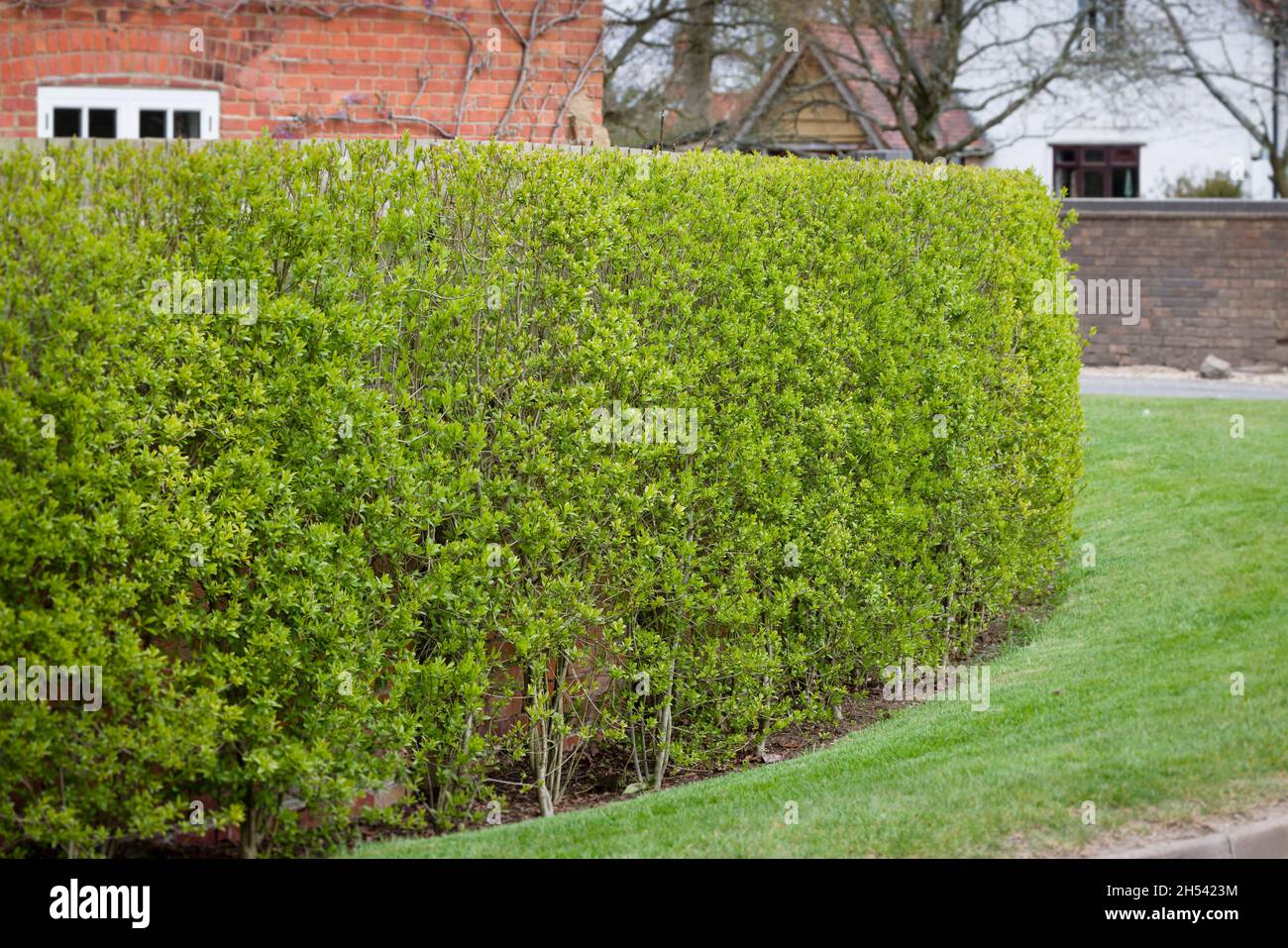 Gartenhecke, wilder Gehege (Ligustrum vulgare) außerhalb des viktorianischen Hauses im Frühling, Großbritannien Stockfoto