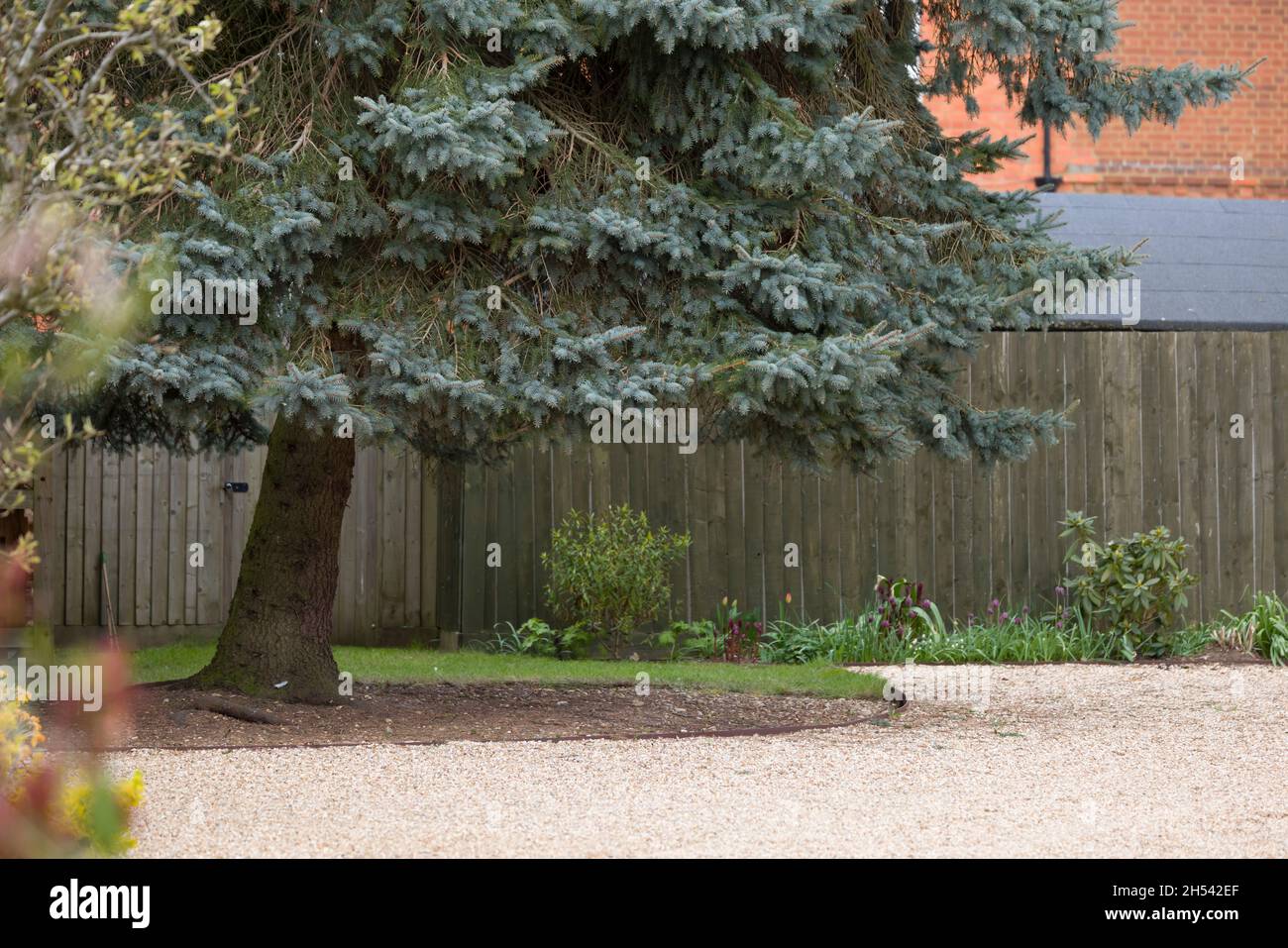 Crown Lifting oder Sockellifting, ein Nadelbaum mit abgesenktem unteren Ästen, um einem britischen Garten mehr Licht und Platz zu verleihen Stockfoto
