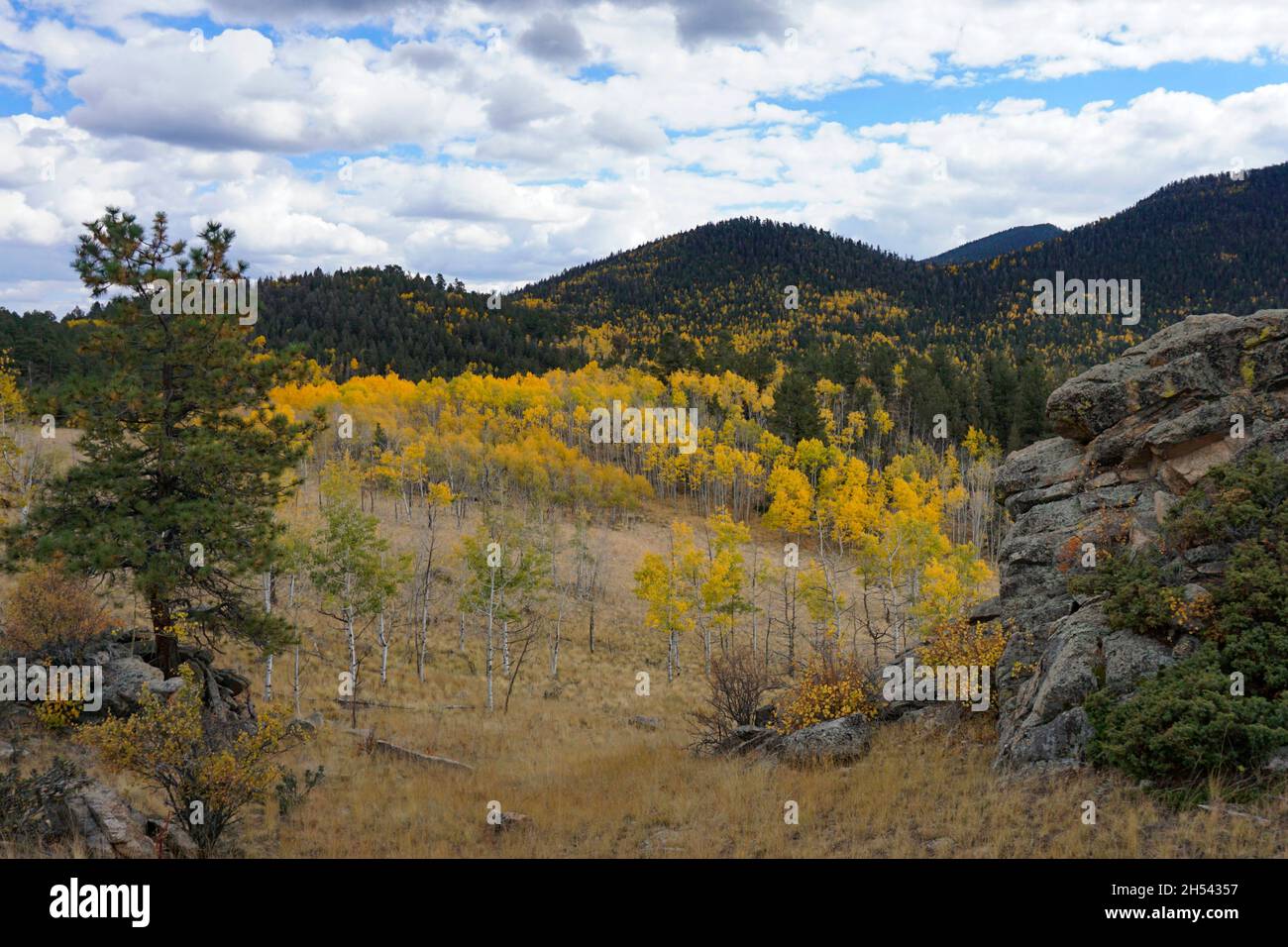 Wilkerson Pass durch die Berge in Colorado. Gelbe Espen im Herbst auf den Hügeln mit blauem Himmel und weißen Wolken darüber. Stockfoto