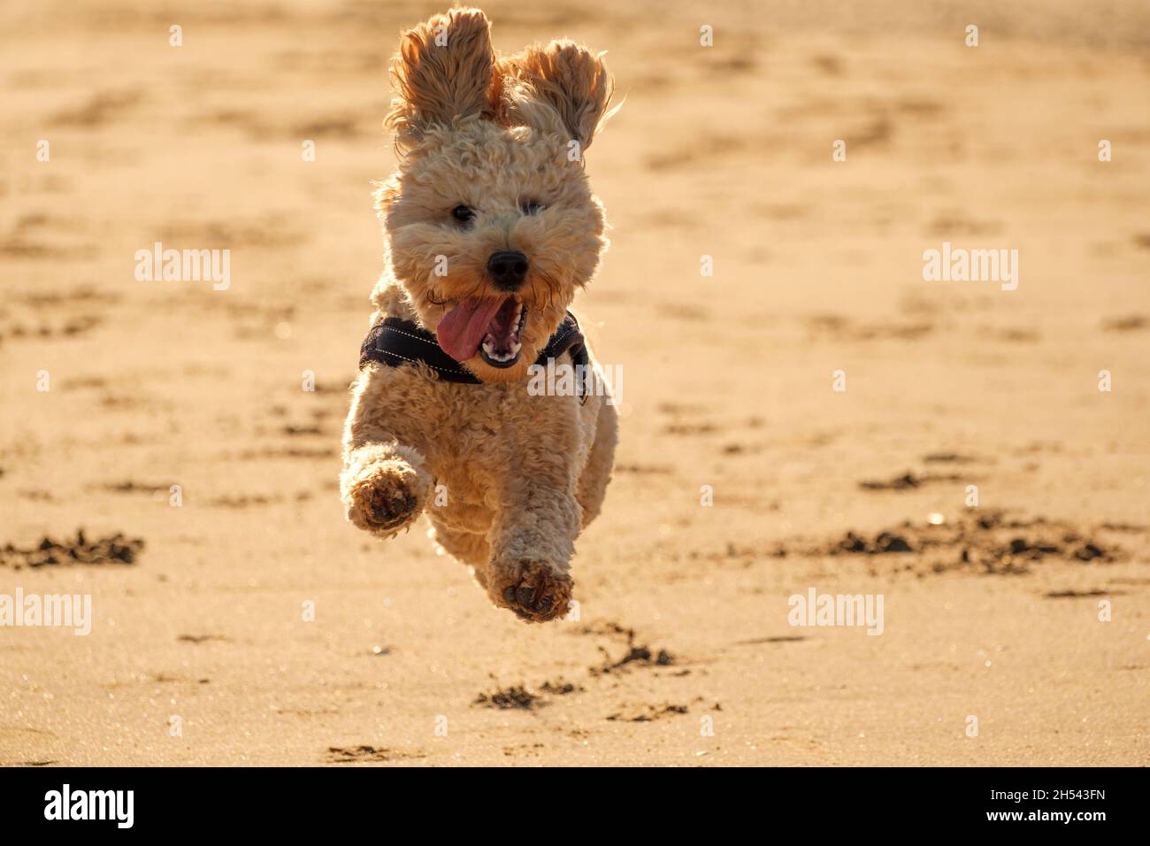 Cockapoo Hund läuft und spielt am Sandstrand Stockfoto