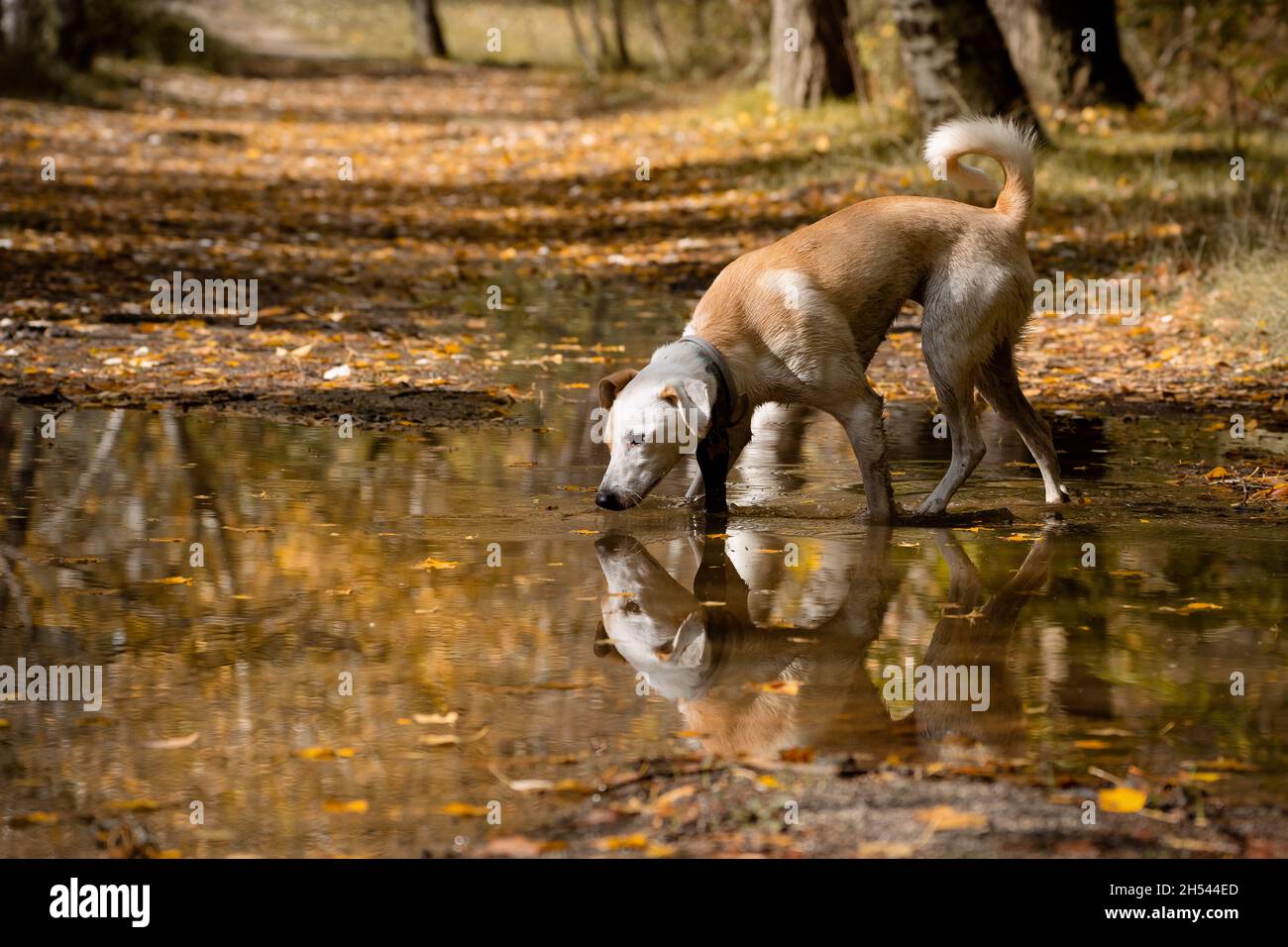 Hündin spielt in einer Pfütze und beobachtet im Herbst ihre Spiegelung im Wasser Stockfoto