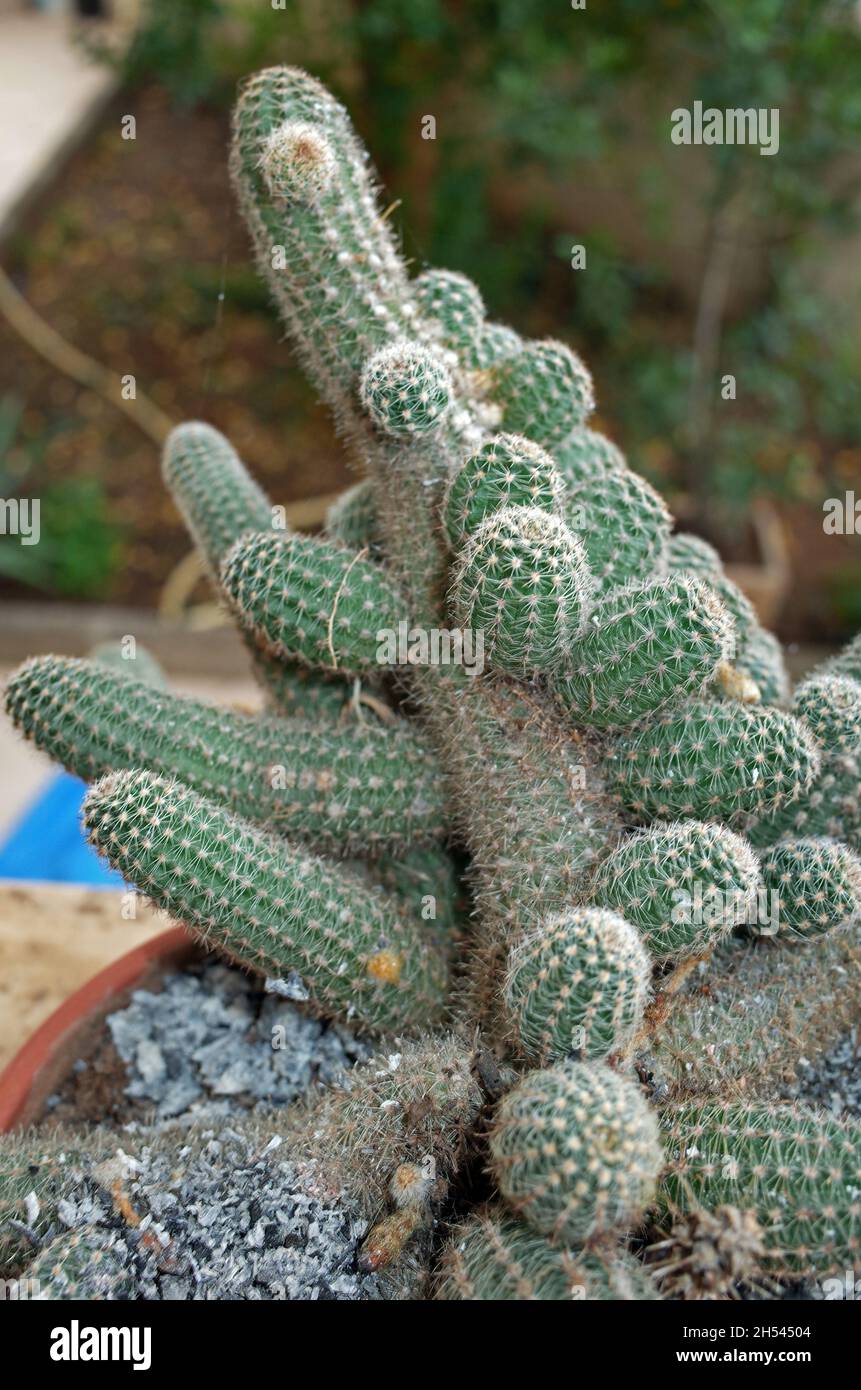 Kakteen im Garten Stockfoto