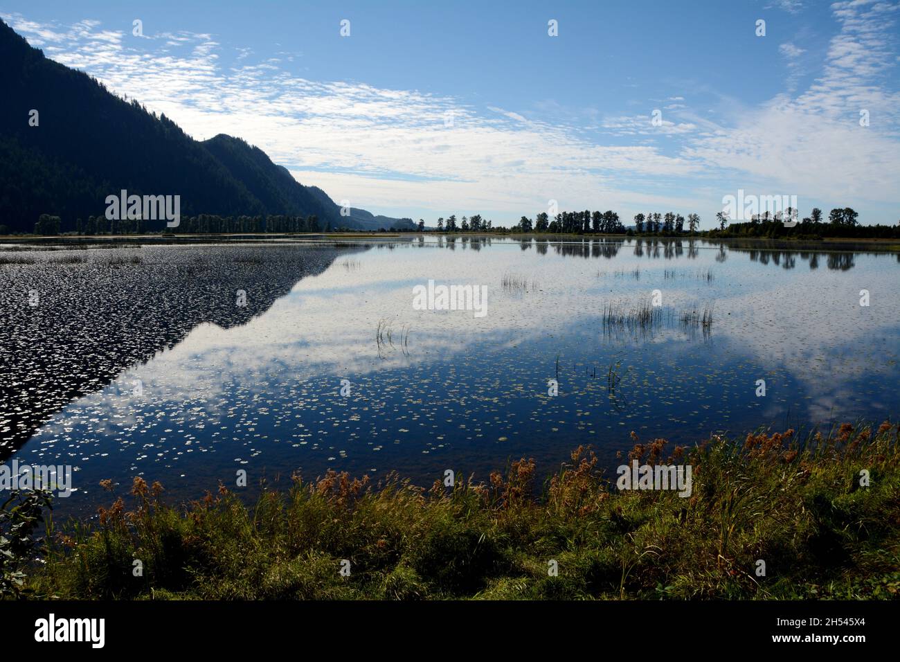 Die umweltfreundliche Pitt-Addington Marsh ein ökologisches Schutzgebiet und Vogelschutzgebiet, in Pitt Meadows, British Columbia, Kanada. Stockfoto