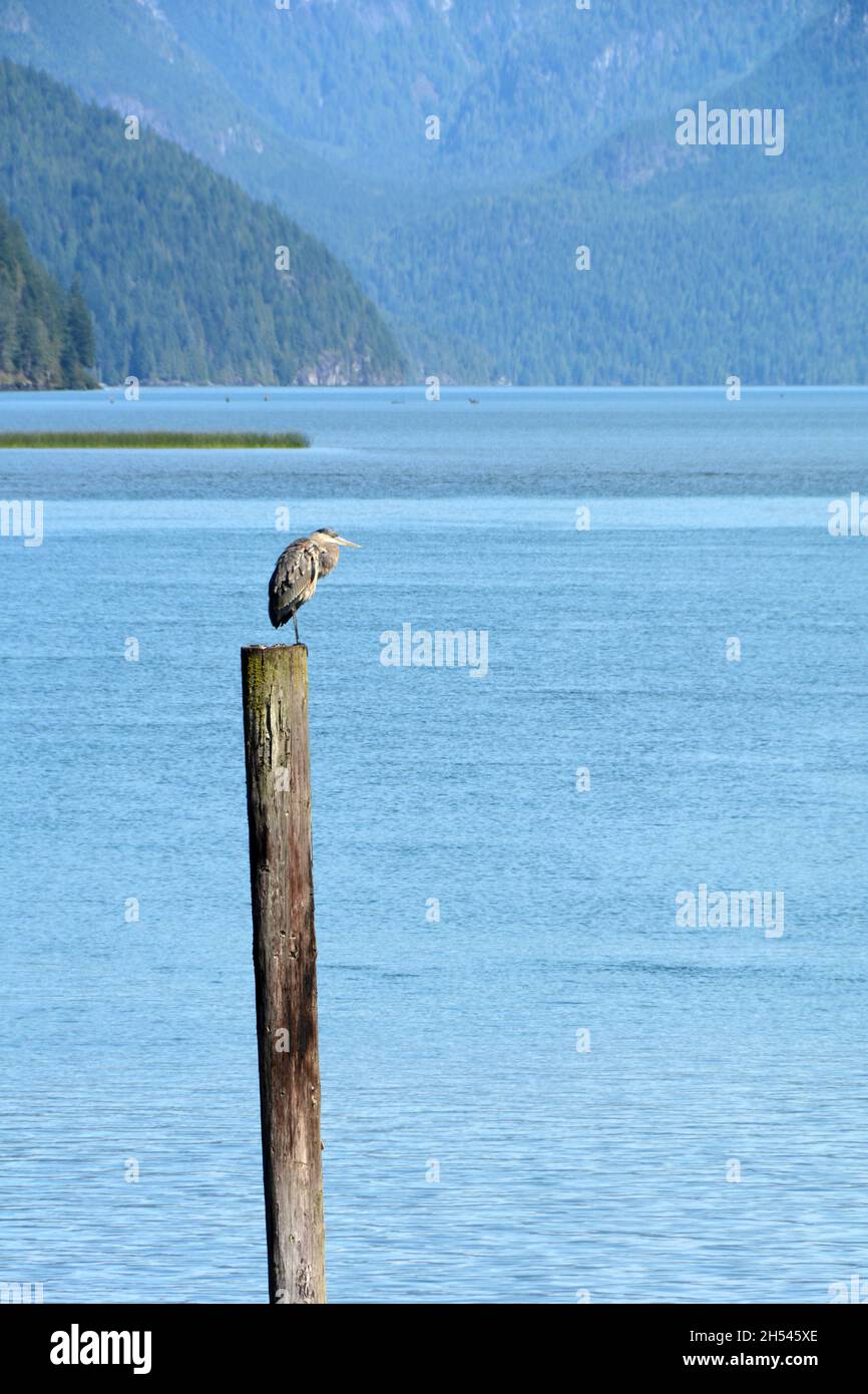 Ein großer blauer Reiher, der auf einer Stange über dem Ufer des Pitt Lake, einem natürlichen Vogelschutzgebiet, in der Nähe von Pitt Meadows, British Columbia, Kanada, thront. Stockfoto