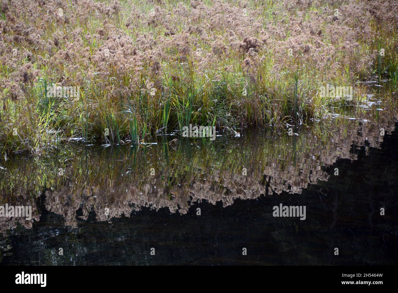 Gräser und Pflanzen im Pitt-Addington Marsh, einem ökologischen Schutzgebiet und Vogelschutzgebiet, in der Nähe von Pitt Meadows, British Columbia, Kanada. Stockfoto