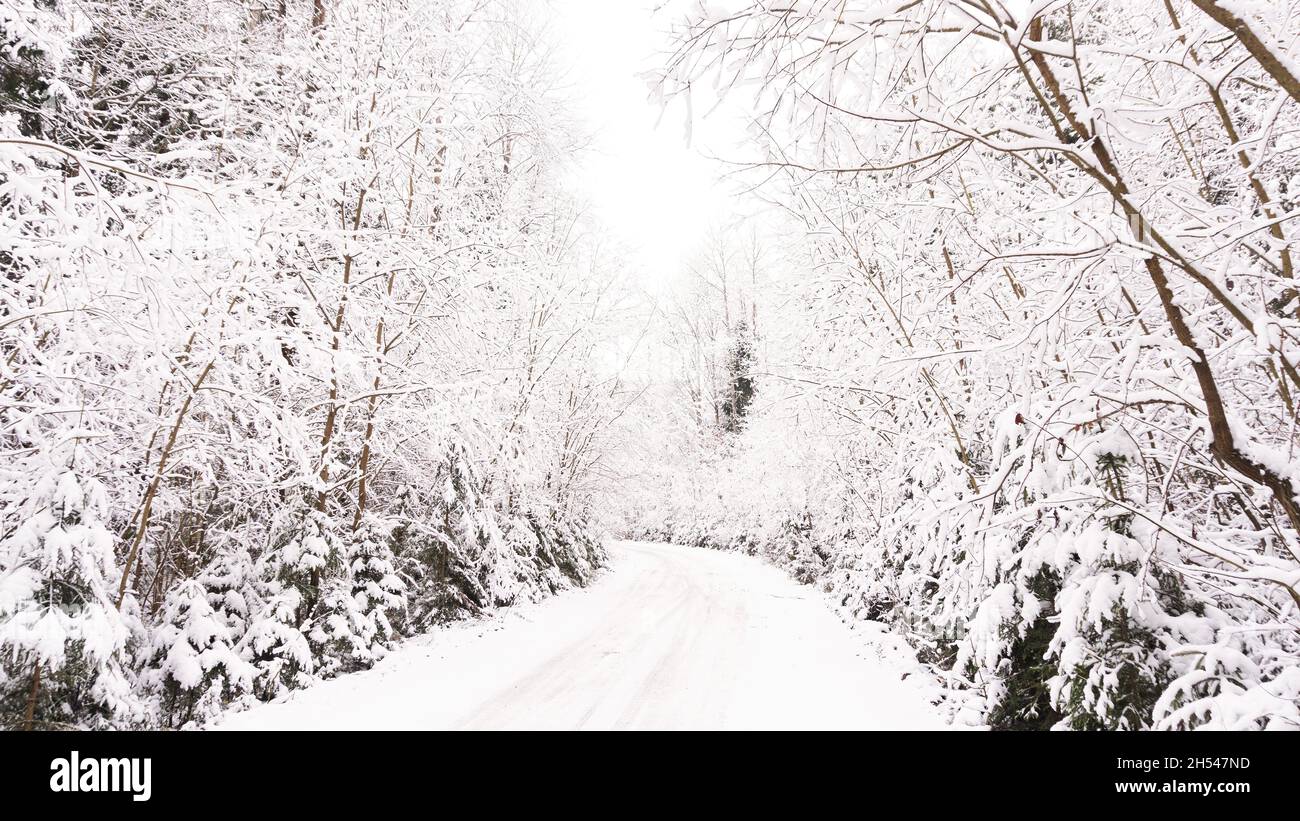 Schöne verschneite Straße im Wald im Winter. Wetterprognose für einen verschneiten Winter mit starken Niederschlägen. Waldstraße mit Schnee aus nächster Nähe bedeckt. Sn Stockfoto