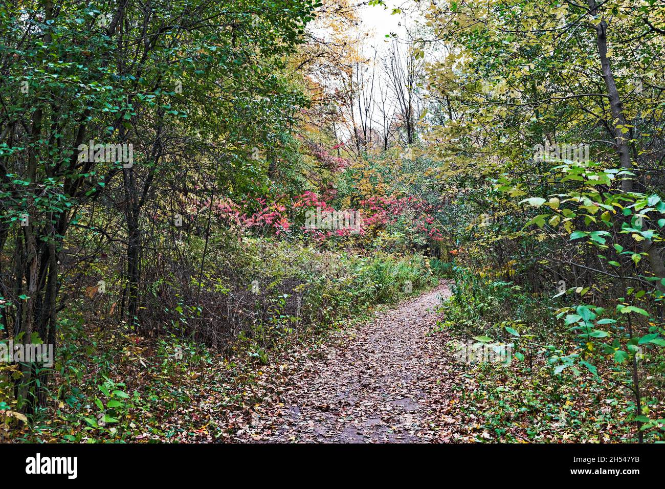 Trail auf den Hydrocut Mountain Bike Trails in Kitchener Waterloo, Ontario Stockfoto