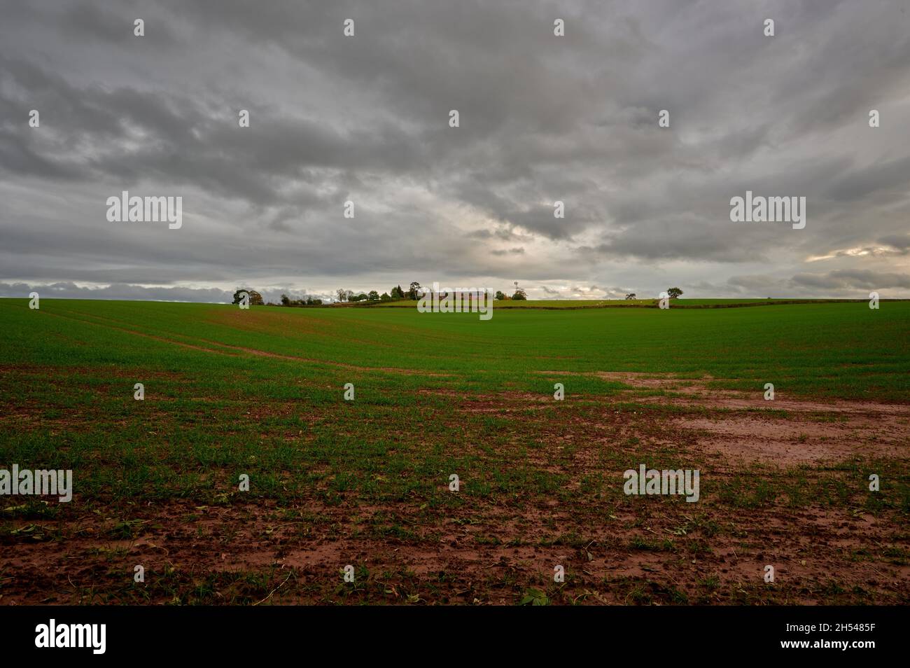 Farm Feld unter bewölktem Himmel mit Bäumen und Hecken am Horizont Stockfoto