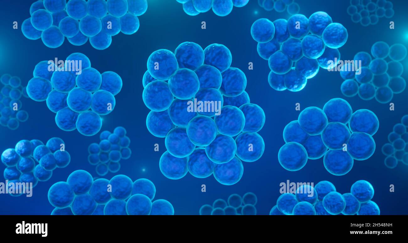 Staphylococcus aureus-Bakterien, Abbildung Stockfoto