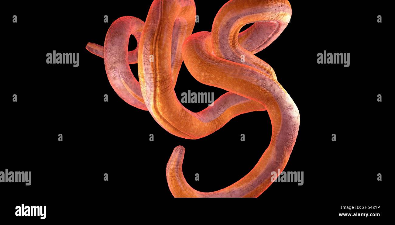 Threadworm, Abbildung Stockfoto