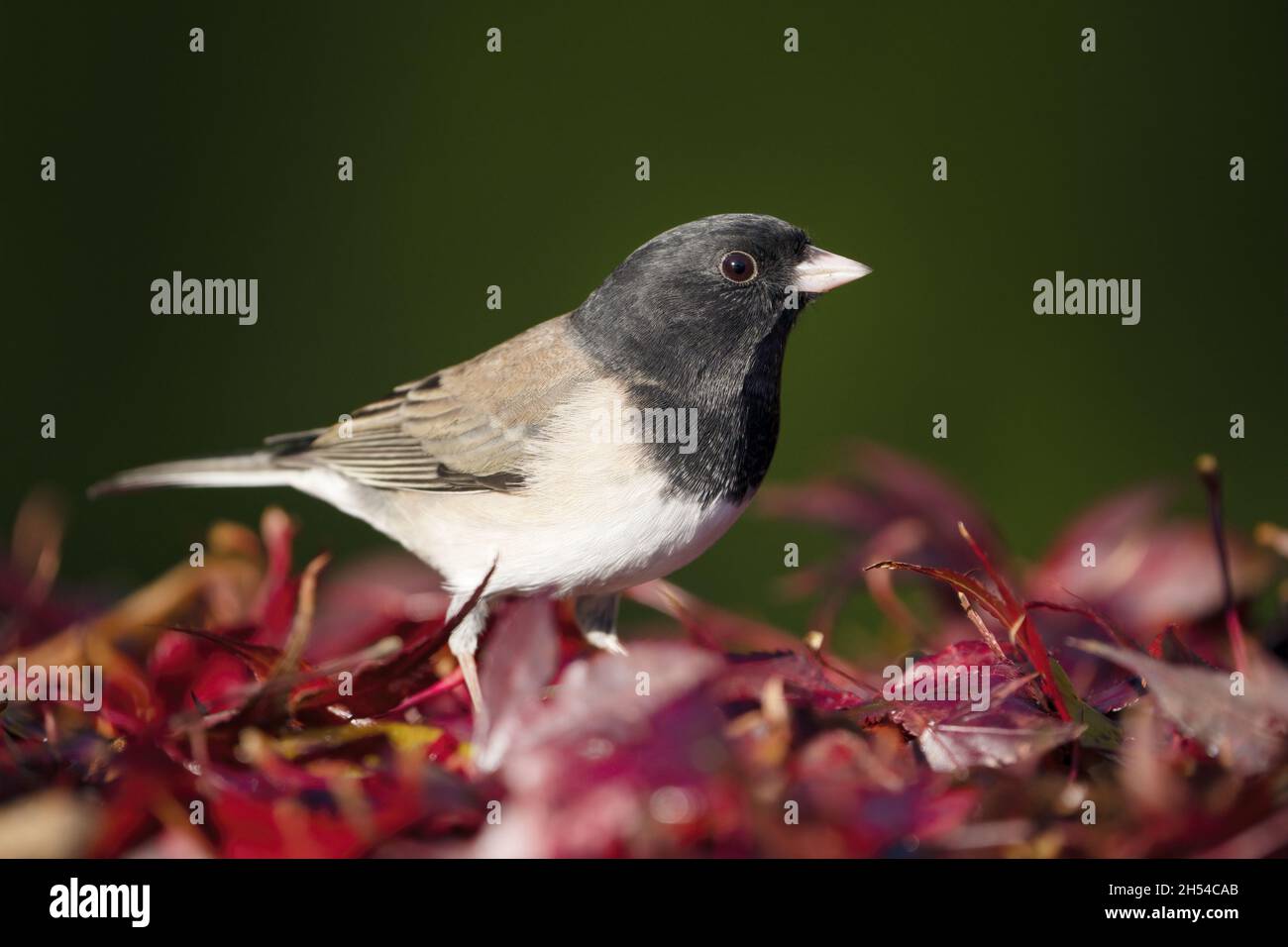 Erwachsener, dunkeläugiger junco (Junco hyemalis Oregon), der in roten Herbstblättern steht, Washington State, USA Stockfoto