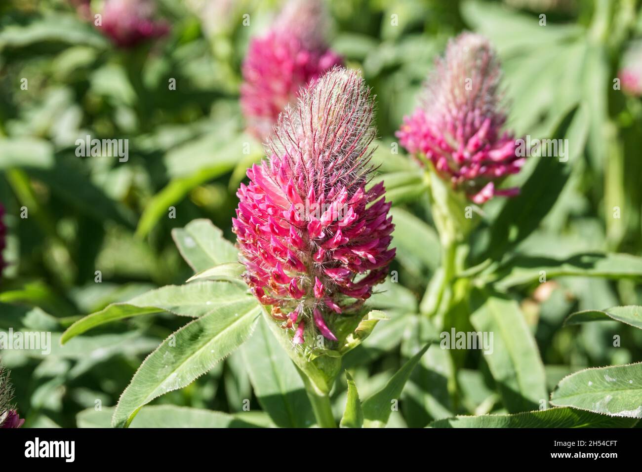 Fuchsschwanzklee im Park, lila und rosa Farbe. Stockfoto