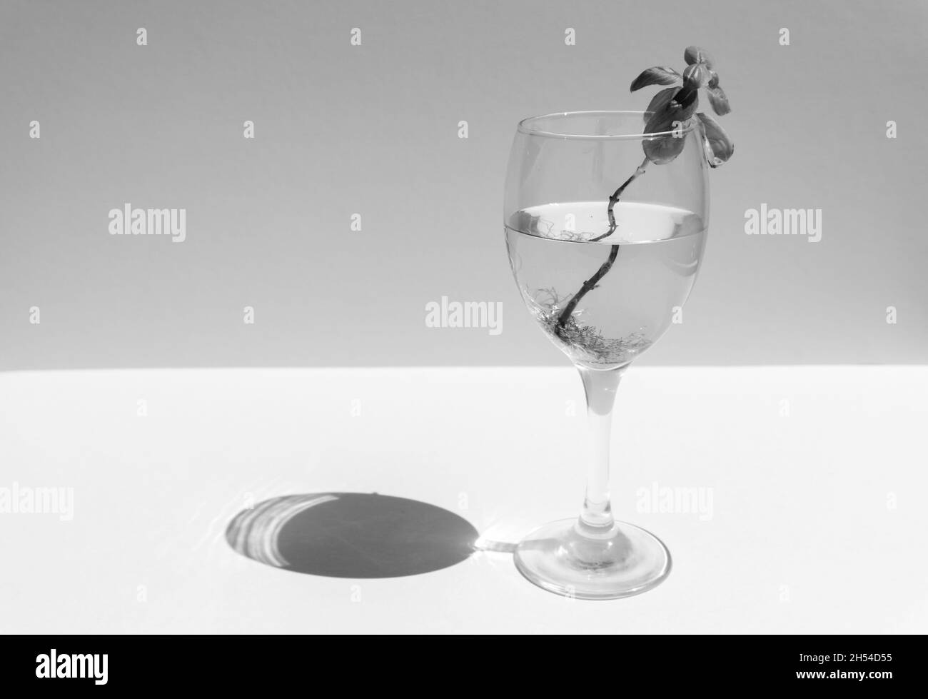 Schwarz und Weiß. Basilikum mit Wurzeln im Wasser in Weingala. Viele Wurzeln im Wasser unter Sonnenschein mit Schatten. Neues Lebenskonzept. Pflanzenzucht. Hoffentlich. Text Stockfoto