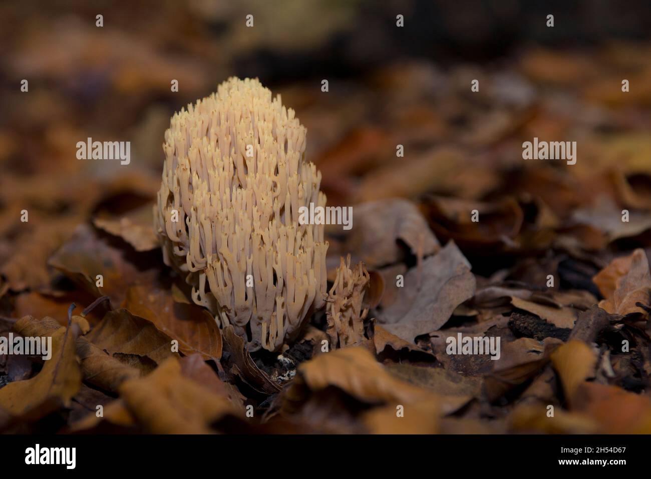 Aufrechter Korallen-Pilz (Ramaria stricta) inmitten gefallener Blätter auf dem Waldboden Stockfoto