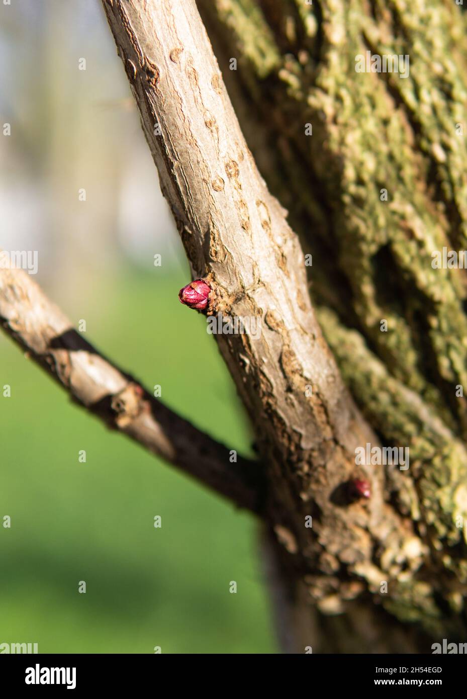 Rote Knospe am Baum im Frühling Stockfoto