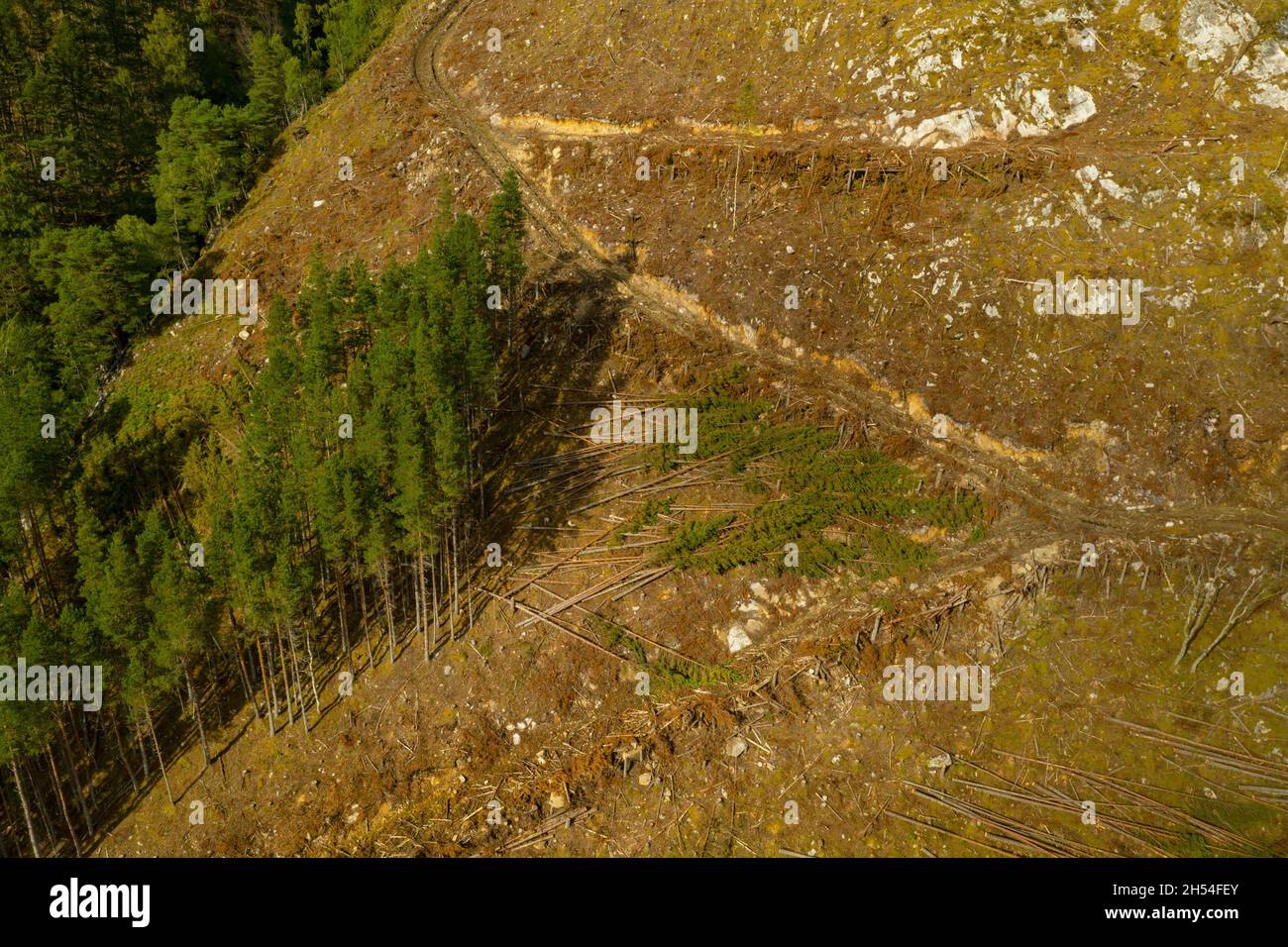 Luftaufnahme der Holzernte auf einem Hügel in der Nähe von Cannich im schottischen Hochland. Stockfoto