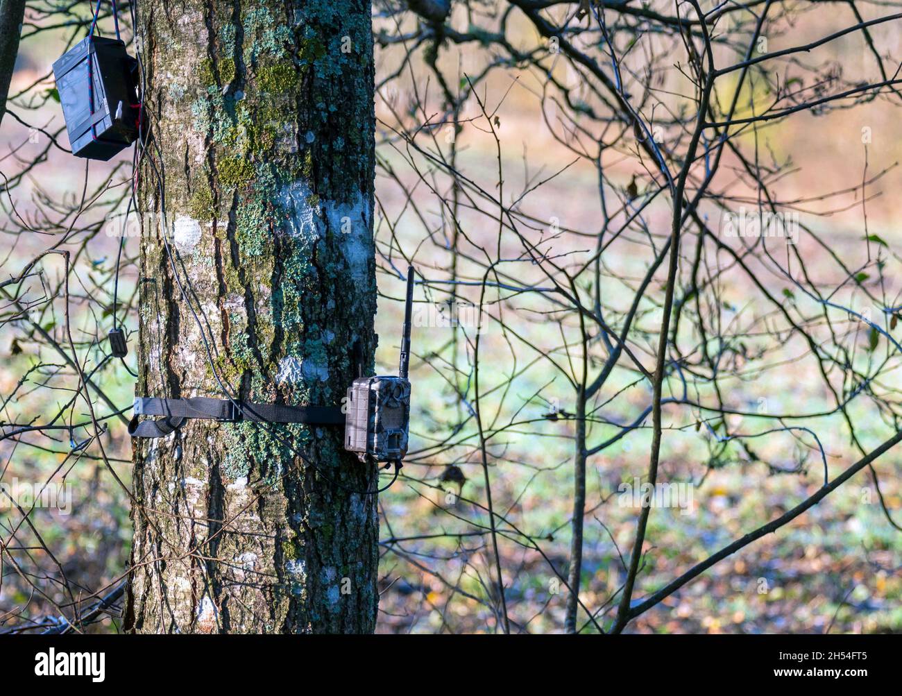 Waldtiere verfolgen Bewegungskamera, die im Freien am Baum befestigt ist. Stockfoto