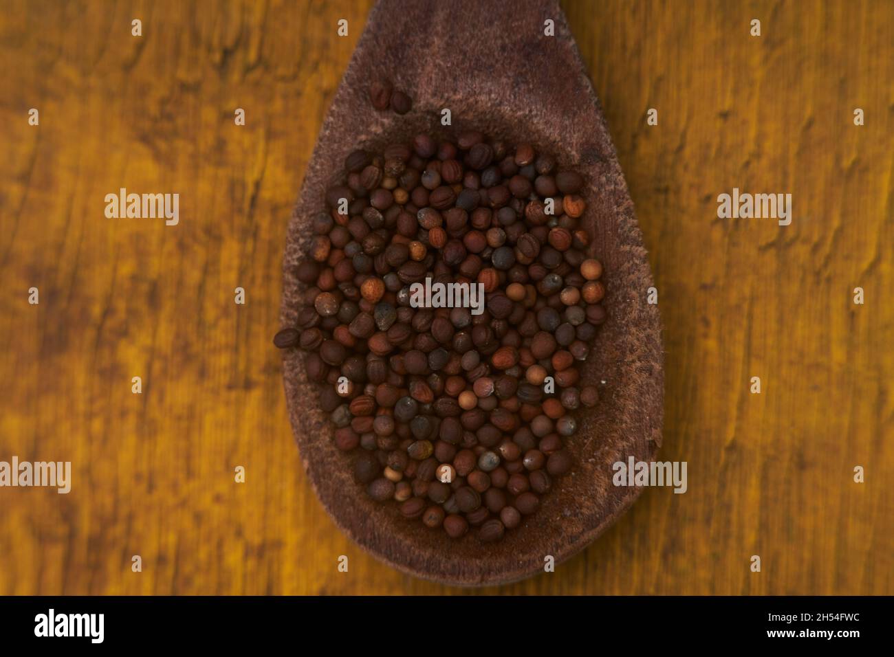Kohl Samen Nahaufnahme Detail. Essbare Pflanzenarten Stockfoto
