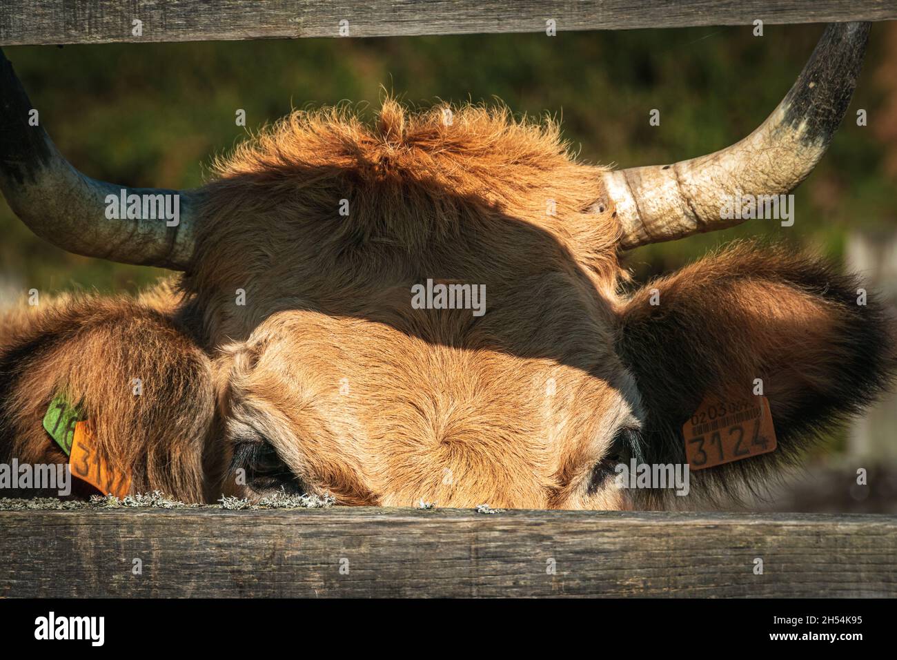 Milchkuh hinter dem Holzzaun in Asturien, Spanien. Stockfoto