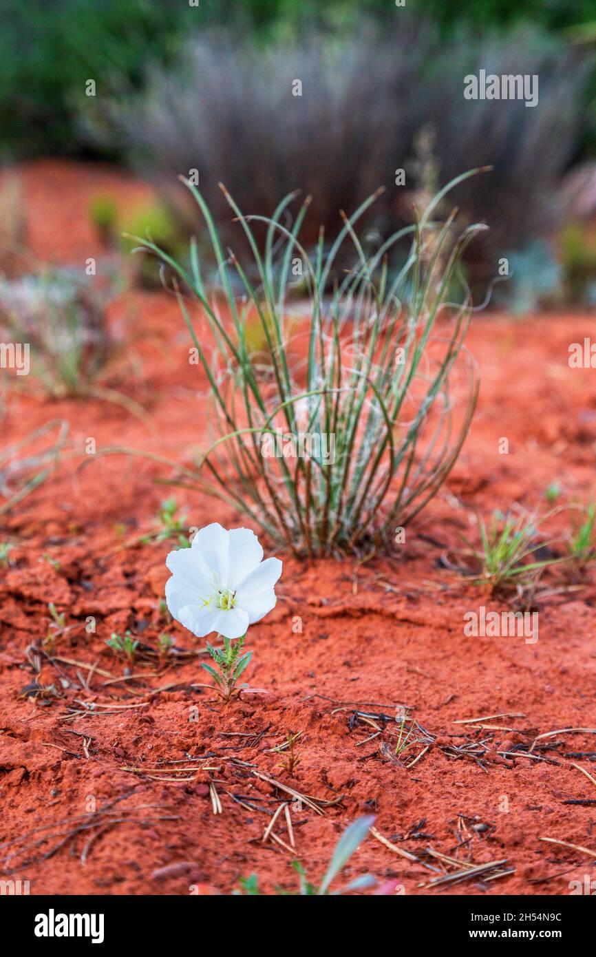 Weiße Nachtkerze in Sedona Rote Erde. In der AZ-Wüste wächst einsame, widerstandsfähige, duftende Nachtkerzenwildblume. Weißer Blumenhintergrund. Stockfoto