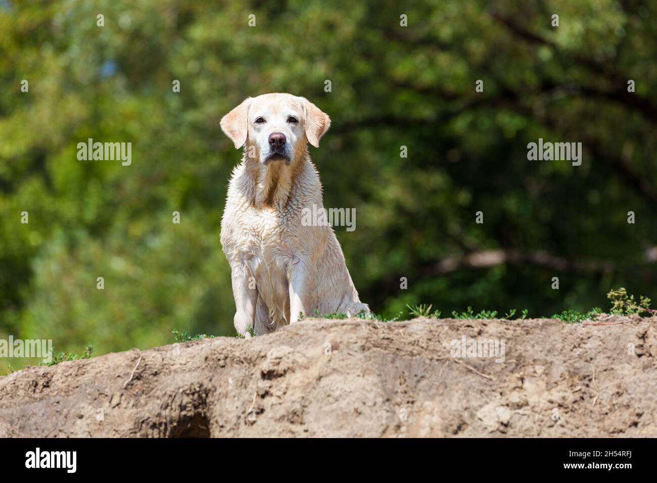 Wet labrador Retriever wartet auf dem hohen Ufer Stockfoto