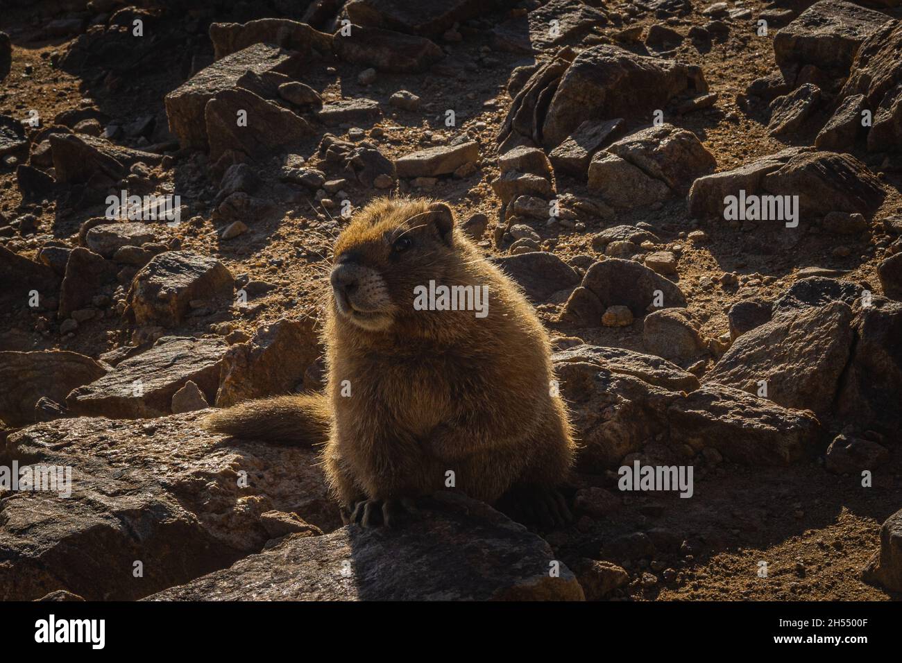 Marmot liegt auf einem Felsen auf dem Gipfel des Mount Elbert Stockfoto