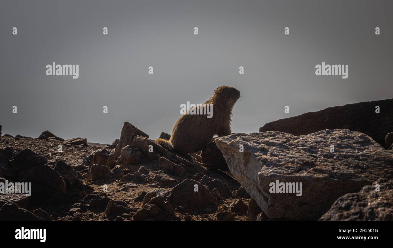 Marmot liegt auf einem Felsen auf dem Gipfel des Mount Elbert Stockfoto