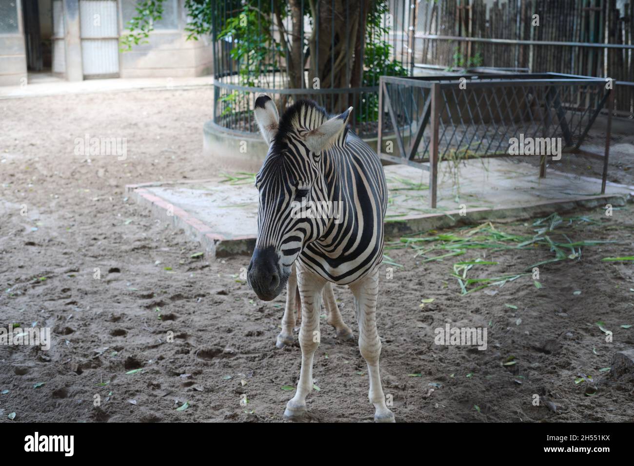 Das Zebra des Patienten Stockfoto