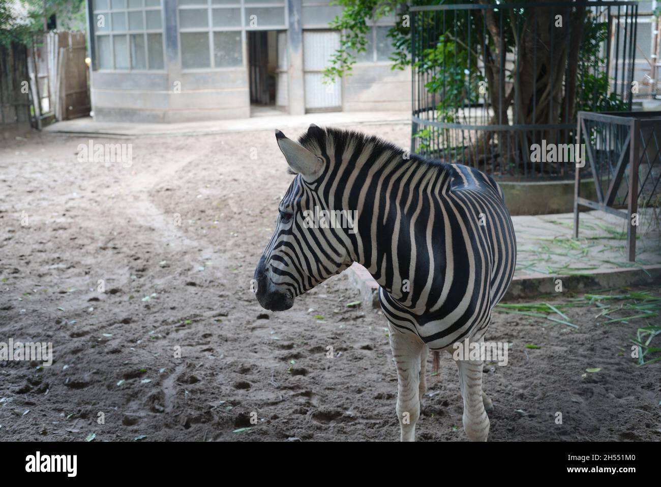 Das Zebra des Patienten Stockfoto