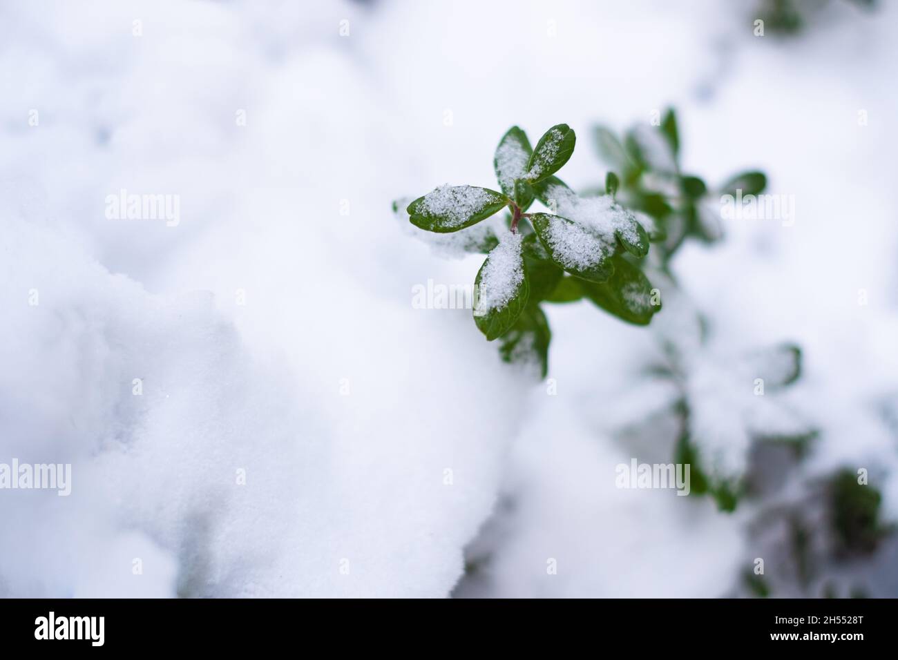 Grüne Preiselbeerpflanze, die im Schnee wächst. Immergrüne Preiselbeere im Winter. Stockfoto