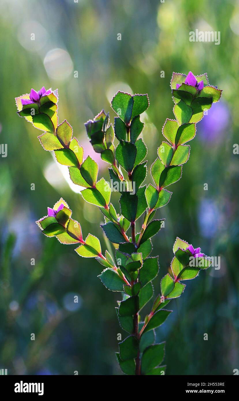 Tiefrosa Blüten und ungewöhnliches, hintergrundbeleuchtetes Laub der australischen Native Rose, Boronia serrulata, Familie Rutaceae, wächst in feuchter Heide in Sydney, NSW Stockfoto