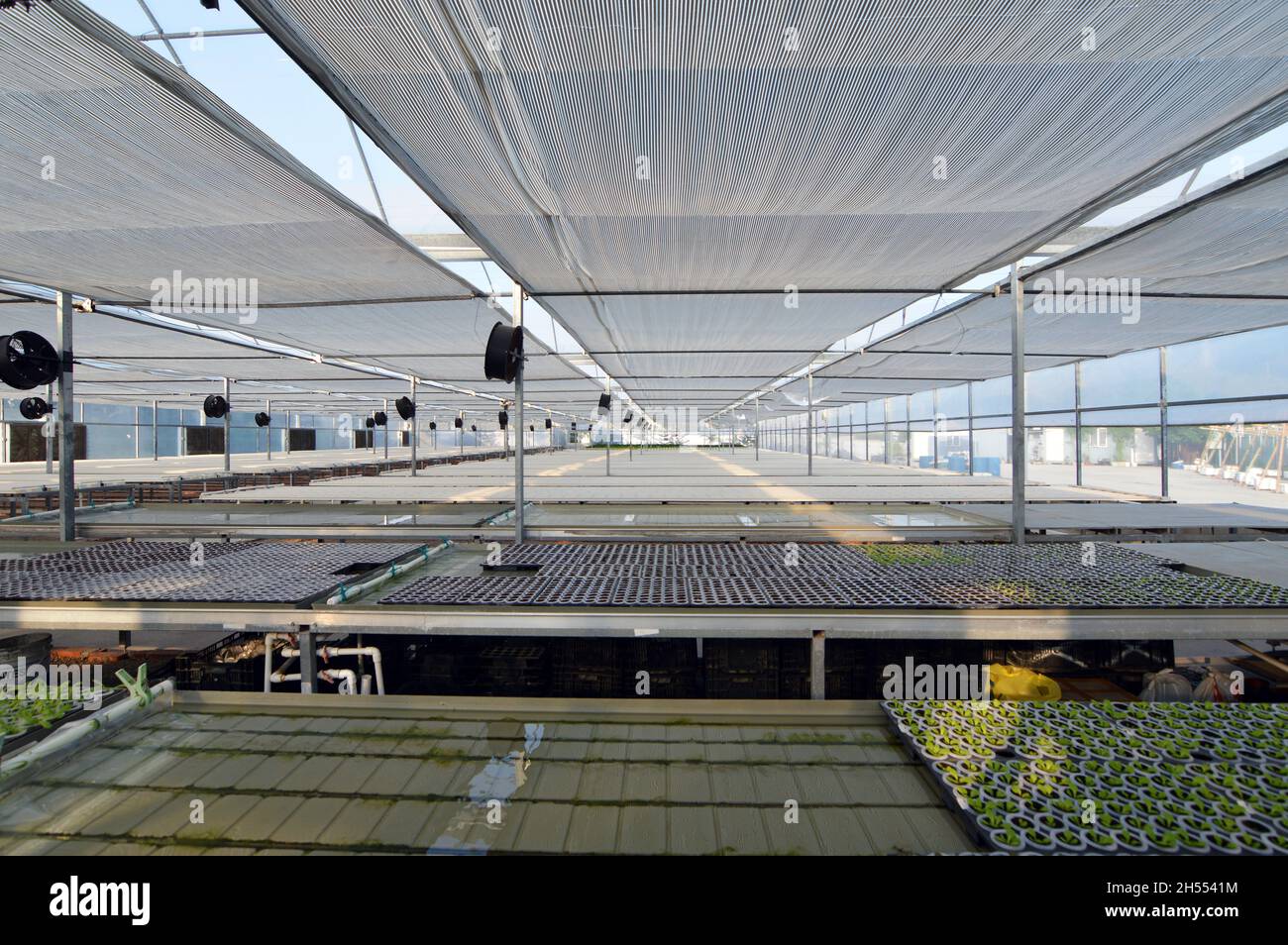 Hong Kong Federation of Youth Groups (HKFYG) Hydroponic Farm 青協水耕農莊 in Lam Tsuen, Tai Po, Hongkong Stockfoto