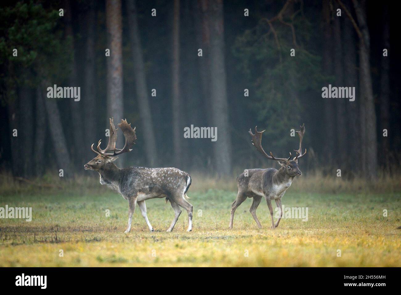 Berlin, Deutschland. Oktober 2021. Zwei starke Damwild beurteilen sich kurz vor dem Kampf im Spandauer Wald gegenseitig. Die Rut hat für den Damhirsch begonnen, die Hirsche bewegen sich zu den angestammten Brunfplätzen und konkurrieren um die Gunst der weiblichen Tiere. Mit etwas Glück und Geduld hört man die Rufe der Hirsche in den Wäldern in und um Berlin, oder vielleicht sogar die Rut beobachten. Förster weisen jedoch darauf hin, genügend Abstand zu halten, um die Tiere nicht zu stören oder gar zu vertreiben. Quelle: Ingolf König-Jablonski/dpa-Zentralbild/ZB/dpa/Alamy Live News Stockfoto