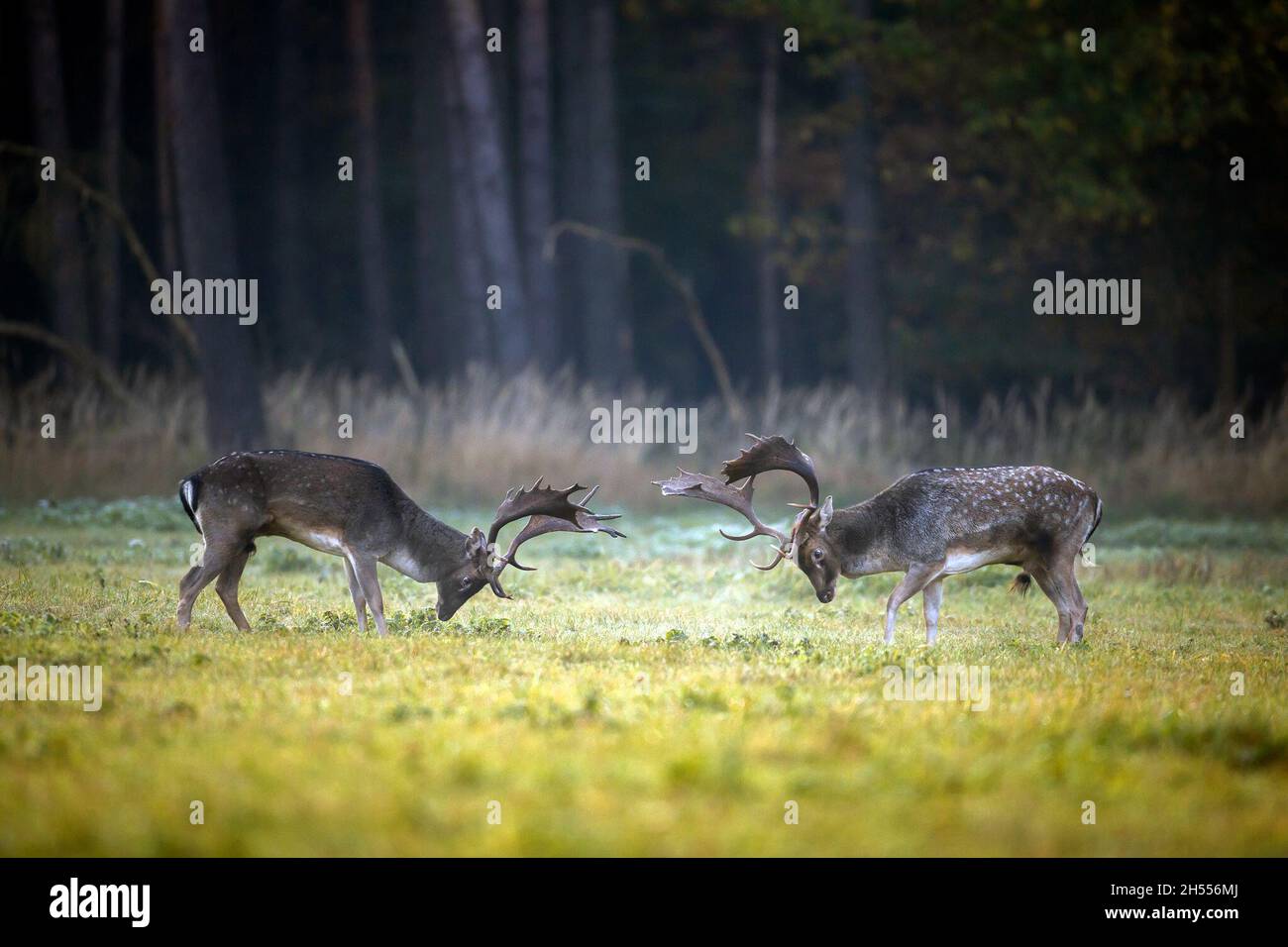 Berlin, Deutschland. Oktober 2021. Zwei starke Damhirsche kämpfen auf dem Brunfplatz um die Vorherrschaft. Die Rut hat für den Damhirsch begonnen, die Hirsche bewegen sich zu den angestammten Brunfplätzen und konkurrieren um die Gunst der weiblichen Tiere. Mit etwas Glück und Geduld hört man die Rufe der wildreichen Hirsche in den Wäldern in und um Berlin oder beobachtet vielleicht sogar das Brunftereignis. Förster weisen jedoch darauf hin, genügend Abstand zu halten, um die Tiere nicht zu stören oder gar zu vertreiben. Quelle: Ingolf König-Jablonski/dpa-Zentralbild/ZB/dpa/Alamy Live News Stockfoto