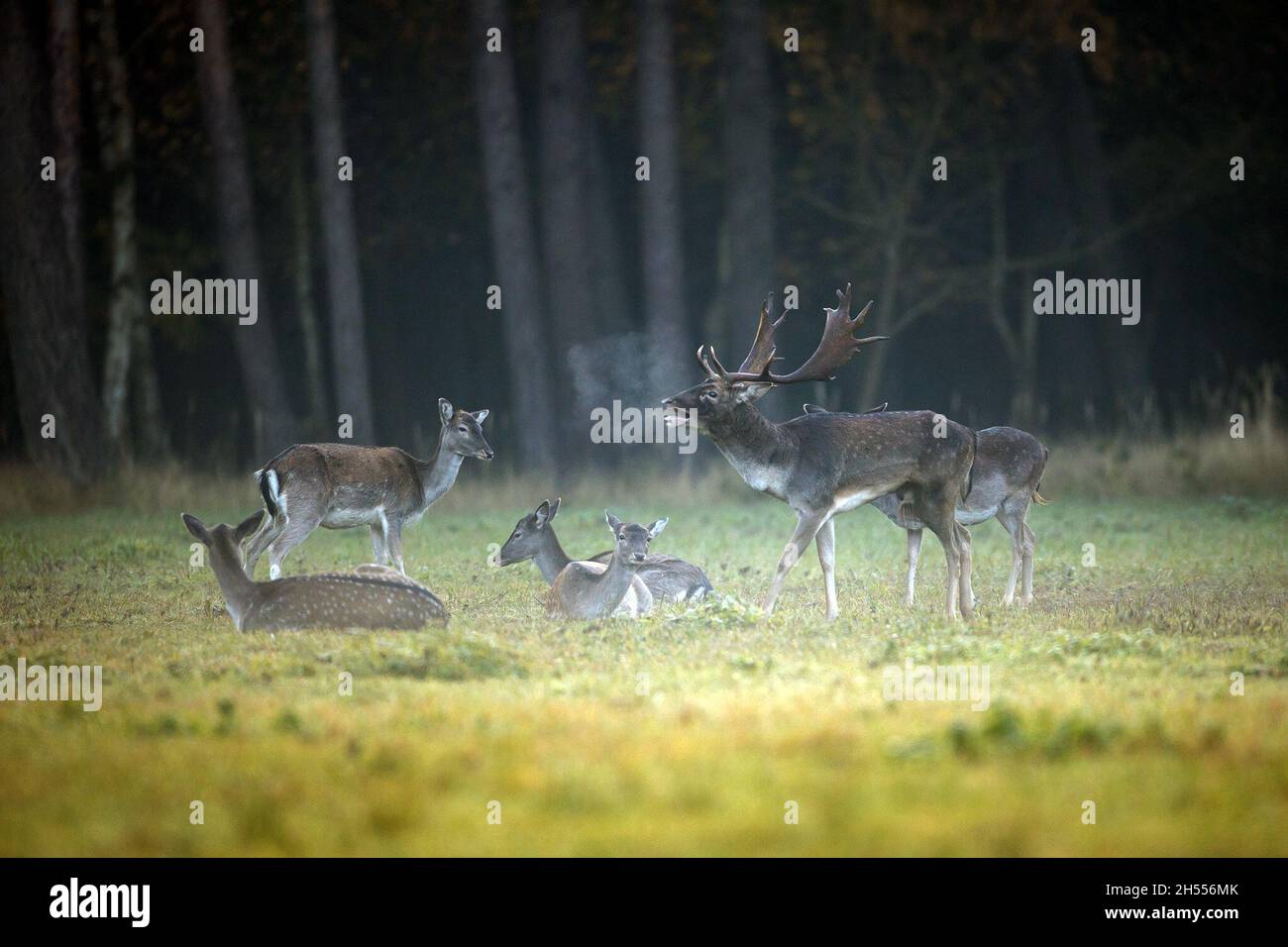 Berlin, Deutschland. Oktober 2021. Der Spitzenhund ruft mitten in seiner Herde auf einer Wiese. Die Rut hat für den Damhirsch begonnen, die Hirsche bewegen sich zu den angestammten Brunfplätzen und konkurrieren um die Gunst der weiblichen Tiere. Mit etwas Glück und Geduld hört man die Rufe der wildreichen Hirsche in den Wäldern in und um Berlin oder beobachtet vielleicht sogar das Brunftereignis. Förster weisen jedoch darauf hin, genügend Abstand zu halten, um die Tiere nicht zu stören oder gar zu vertreiben. Quelle: Ingolf König-Jablonski/dpa-Zentralbild/ZB/dpa/Alamy Live News Stockfoto