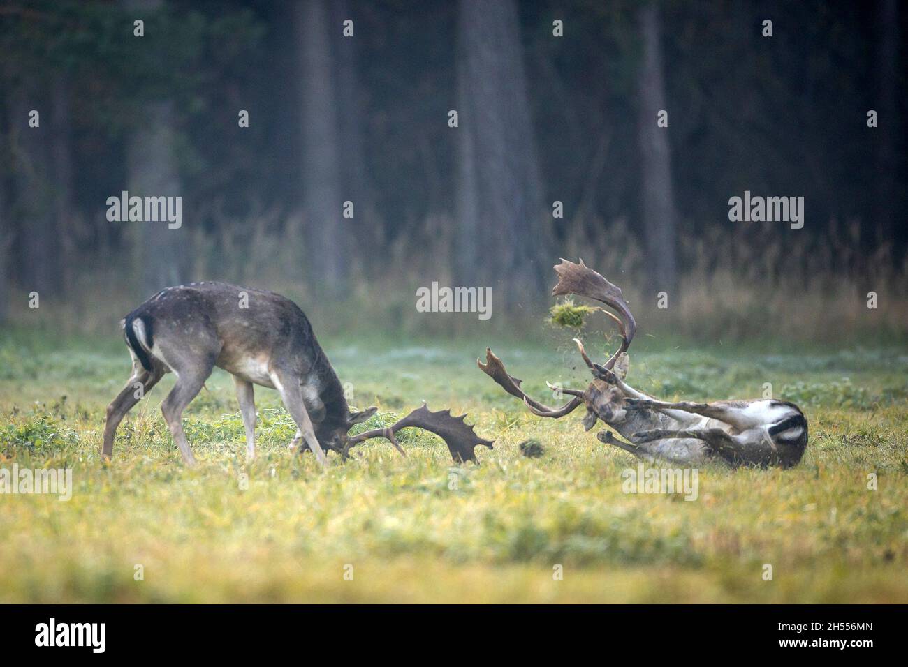 Berlin, Deutschland. Oktober 2021. Zwei starke Damhirsche kämpfen auf dem Brunfplatz um die Vorherrschaft. Die Rut hat für den Damhirsch begonnen, die Hirsche bewegen sich zu den angestammten Brunfplätzen und konkurrieren um die Gunst der weiblichen Tiere. Mit etwas Glück und Geduld hört man die Rufe der wildreichen Hirsche in den Wäldern in und um Berlin oder beobachtet vielleicht sogar das Brunftereignis. Förster weisen jedoch darauf hin, genügend Abstand zu halten, um die Tiere nicht zu stören oder gar zu vertreiben. Quelle: Ingolf König-Jablonski/dpa-Zentralbild/ZB/dpa/Alamy Live News Stockfoto