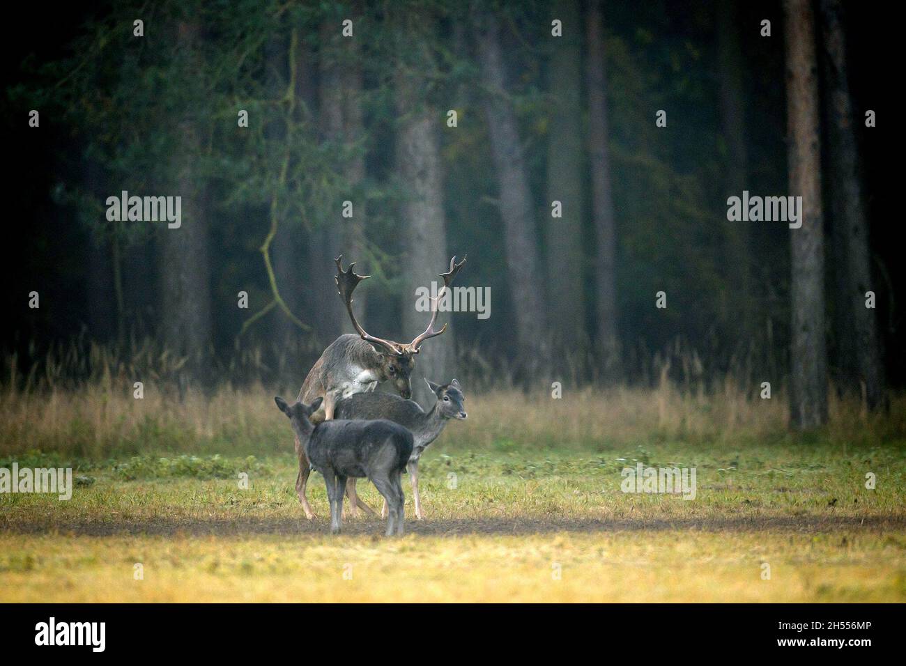 Berlin, Deutschland. Oktober 2021. Damwild während der Paarung. Die Rut hat für den Damhirsch begonnen, die Hirsche ziehen zu den angestammten Brunfplätzen und konkurrieren um die Gunst der weiblichen Tiere. Mit etwas Glück und Geduld hört man in den Wäldern Berlins und Umgebung die Rufe der Hirsche oder beobachtet vielleicht sogar das Brunfen. Förster weisen jedoch darauf hin, genügend Abstand zu halten, um die Tiere nicht zu stören oder gar zu vertreiben. Quelle: Ingolf König-Jablonski/dpa-Zentralbild/ZB/dpa/Alamy Live News Stockfoto