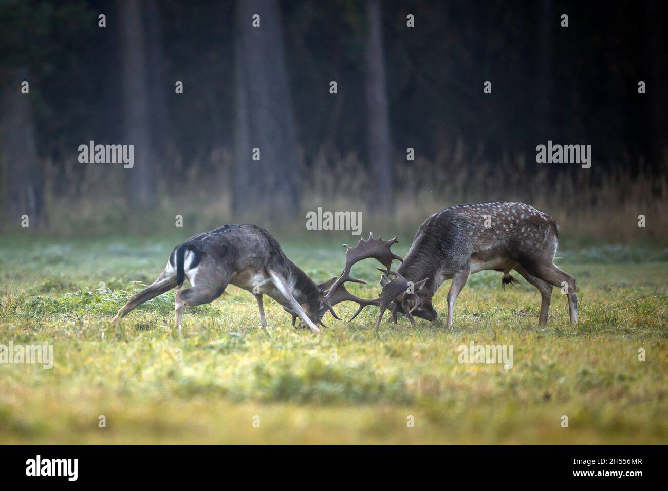 Berlin, Deutschland. Oktober 2021. Zwei starke Damhirsche kämpfen auf dem Brunfplatz um die Vorherrschaft. Die Rut hat für den Damhirsch begonnen, die Hirsche bewegen sich zu den angestammten Brunfplätzen und konkurrieren um die Gunst der weiblichen Tiere. Mit etwas Glück und Geduld hört man die Rufe der wildreichen Hirsche in den Wäldern in und um Berlin oder beobachtet vielleicht sogar das Brunftereignis. Förster weisen jedoch darauf hin, genügend Abstand zu halten, um die Tiere nicht zu stören oder gar zu vertreiben. Quelle: Ingolf König-Jablonski/dpa-Zentralbild/ZB/dpa/Alamy Live News Stockfoto