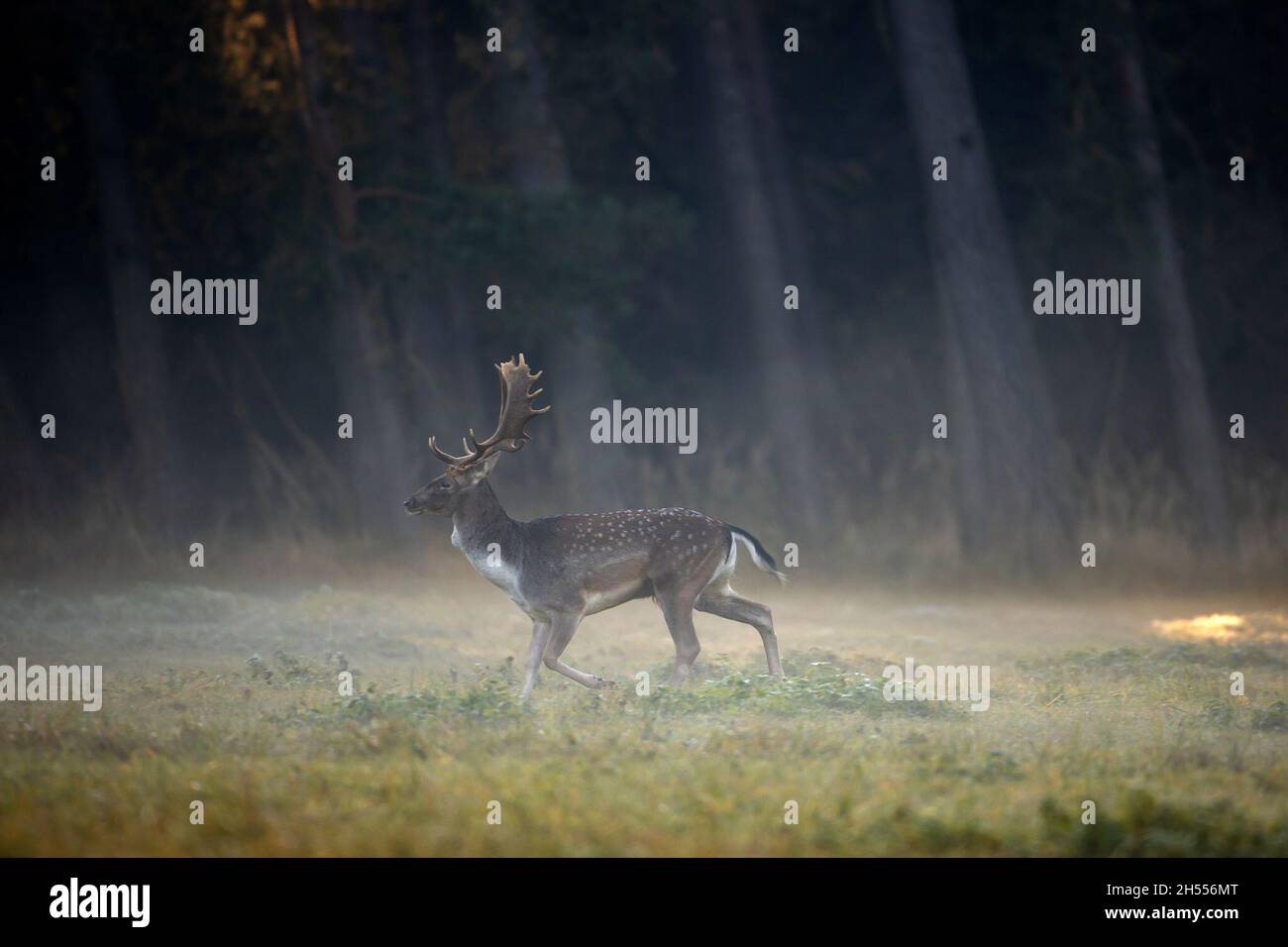 Berlin, Deutschland. Oktober 2021. Ein Damwild ruft auf einer Wiese. Die Rut hat für den Damhirsch begonnen, die Hirsche bewegen sich zu den angestammten Brunfplätzen und konkurrieren um die Gunst der weiblichen Tiere. Mit etwas Glück und Geduld hört man die Rufe der wildreichen Hirsche in den Wäldern in und um Berlin oder beobachtet vielleicht sogar das Brunftereignis. Förster weisen jedoch darauf hin, genügend Abstand zu halten, um die Tiere nicht zu stören oder gar zu vertreiben. Quelle: Ingolf König-Jablonski/dpa-Zentralbild/ZB/dpa/Alamy Live News Stockfoto