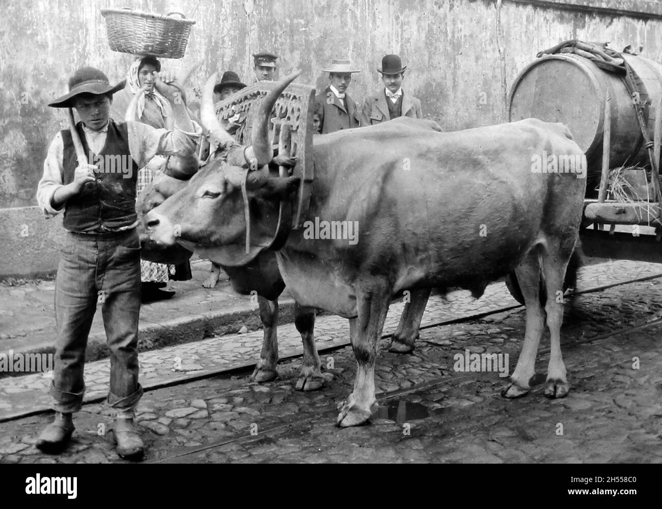 Bulllock Cart, Porto, Portugal, Anfang des 20. Jahrhunderts Stockfoto