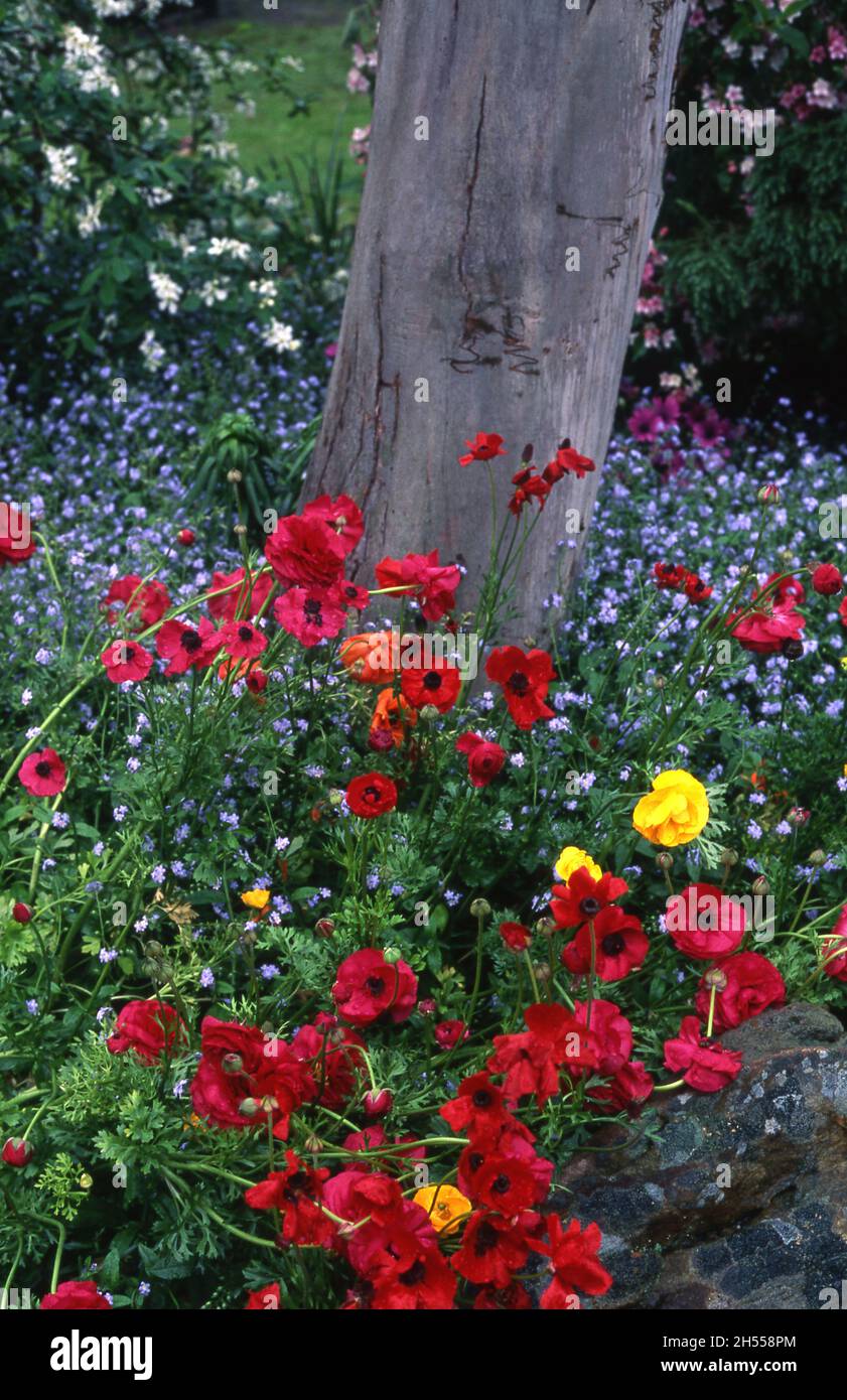 RANUNCULUS UND FORGET-ME-NOTS WACHSEN IM GARTENBETT UM DIE BASIS EINES BAUMES. AUSTRALIEN. Stockfoto