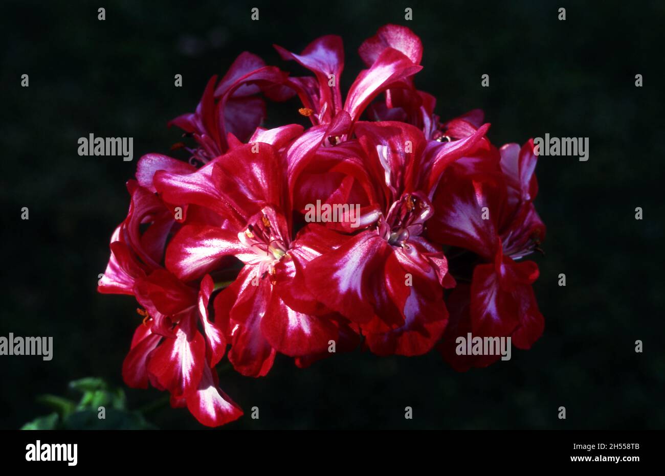 Harlekin blume -Fotos und -Bildmaterial in hoher Auflösung – Alamy