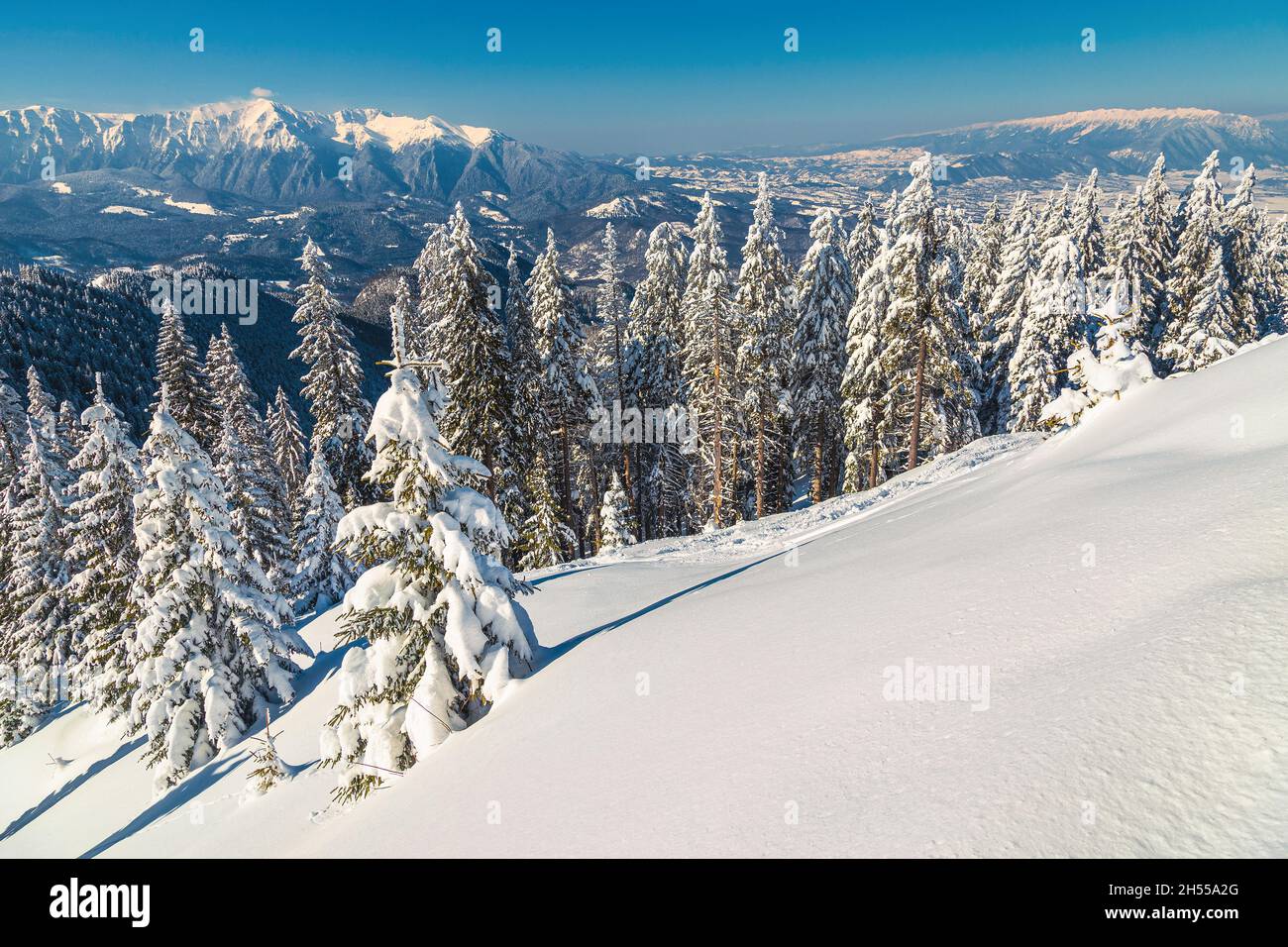 Stunnng Winterlandschaft mit schneebedeckten Pinien und Wald auf den Berghängen. Blick auf die Berge Bucegi und Piatra Craiului von Poiana Brasov Stockfoto