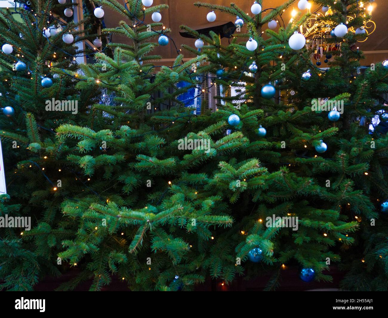 Weihnachtsdekoration mit vielen Tannen mit Lichtern Stockfoto