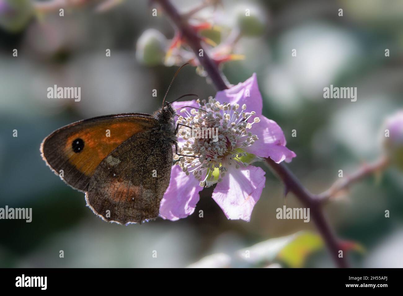 Unterflügelansicht des Gatekeeper Butterfly (Pyronia tithonus) auf Bramble-Blüten (Rubus fruticosus) Stockfoto