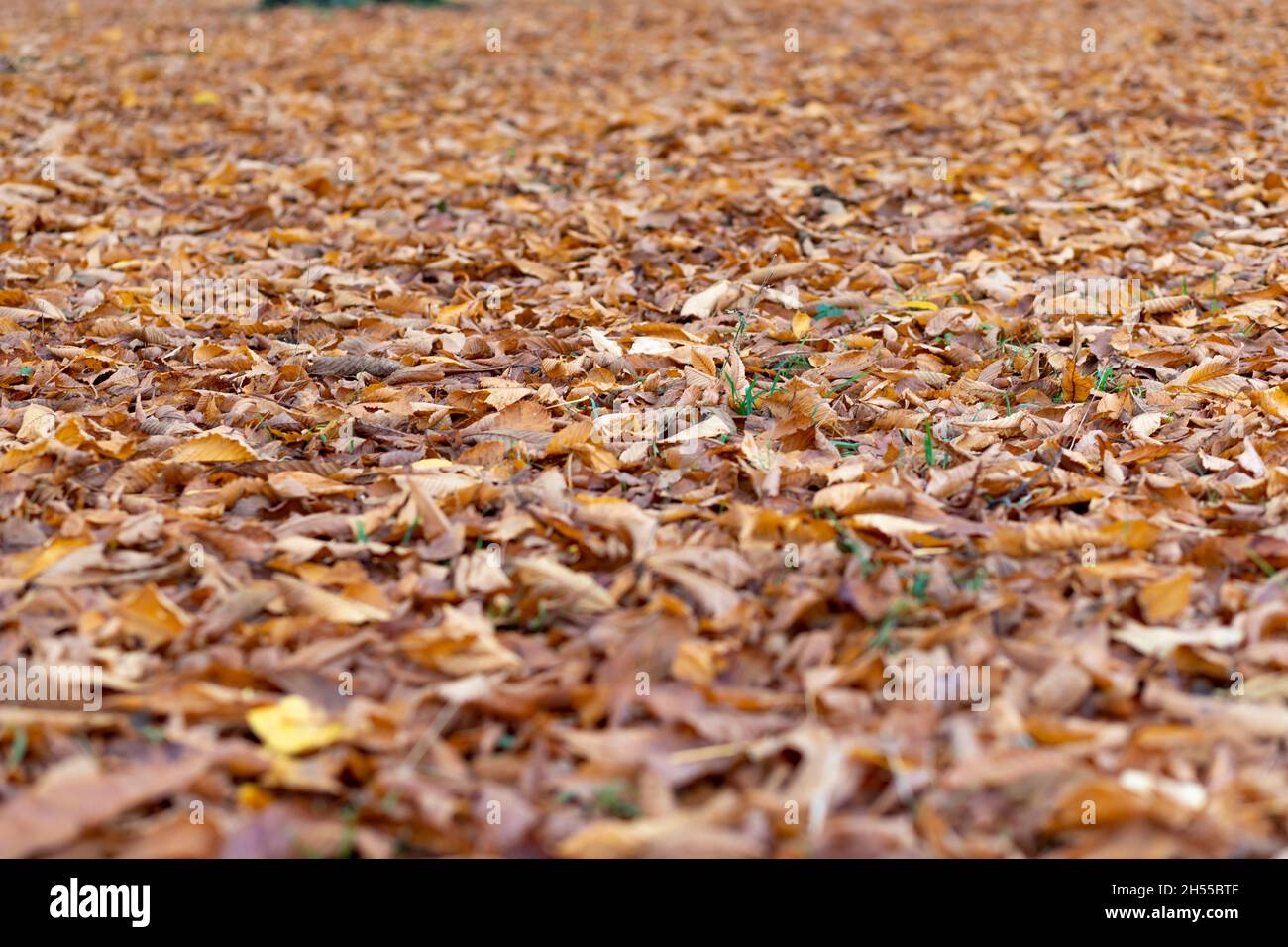 Rot gefärbte Herbstblätter auf dem Boden als Hintergrund Stockfoto