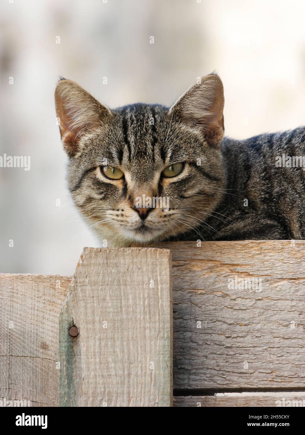 Tabby Katze auf einem Zaun in der Altstadt von Dubrovnik (Dalmatien, Kroatien) Stockfoto
