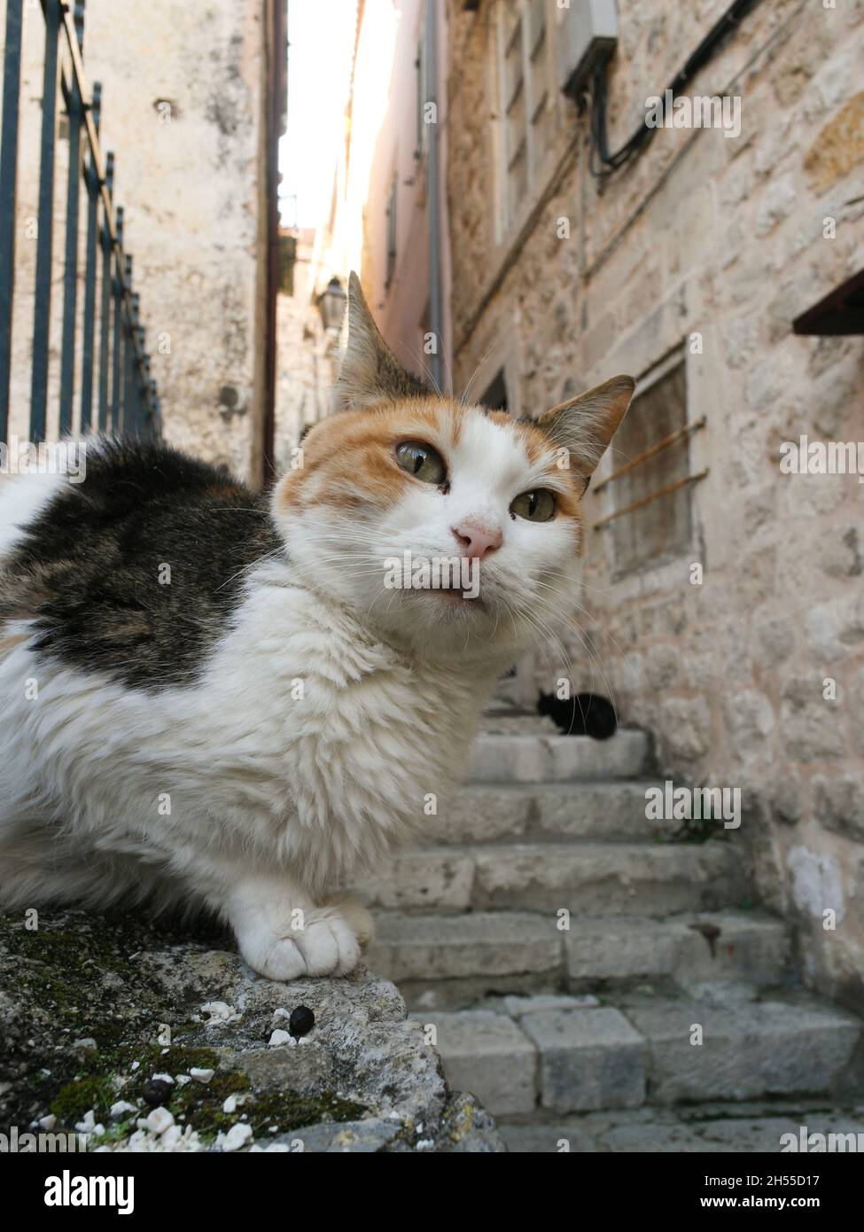 Katze sitzt neben der Treppe in der Altstadt von Dubrovnik (Dalmatien, Kroatien) Stockfoto