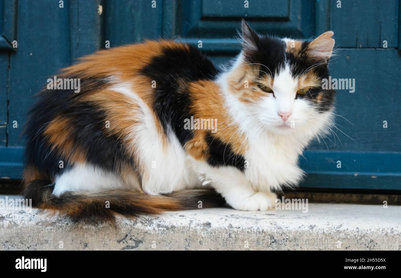 Schildkrötenkater vor einer Tür in der Altstadt von Dubrovnik (Dalmatien, Kroatien) Stockfoto